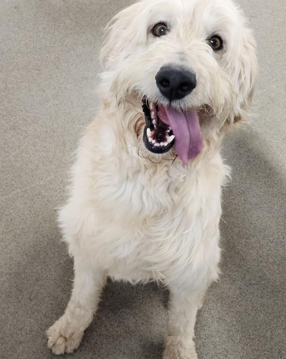 Freshly groomed and handsome Charlie is still looking for the right home. Charlie is energetic and fun loving. He needs children to play with or dig daycare to play in. Are you looking for a fantastic and fun new pup then Charlie is your guy. 

We al