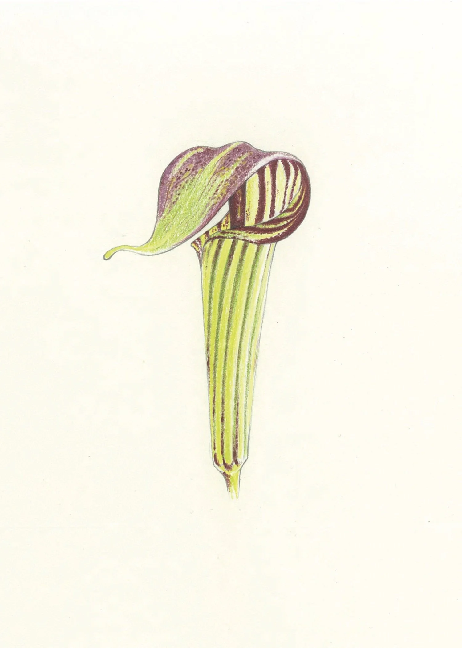 jack in the pulpit.jpg