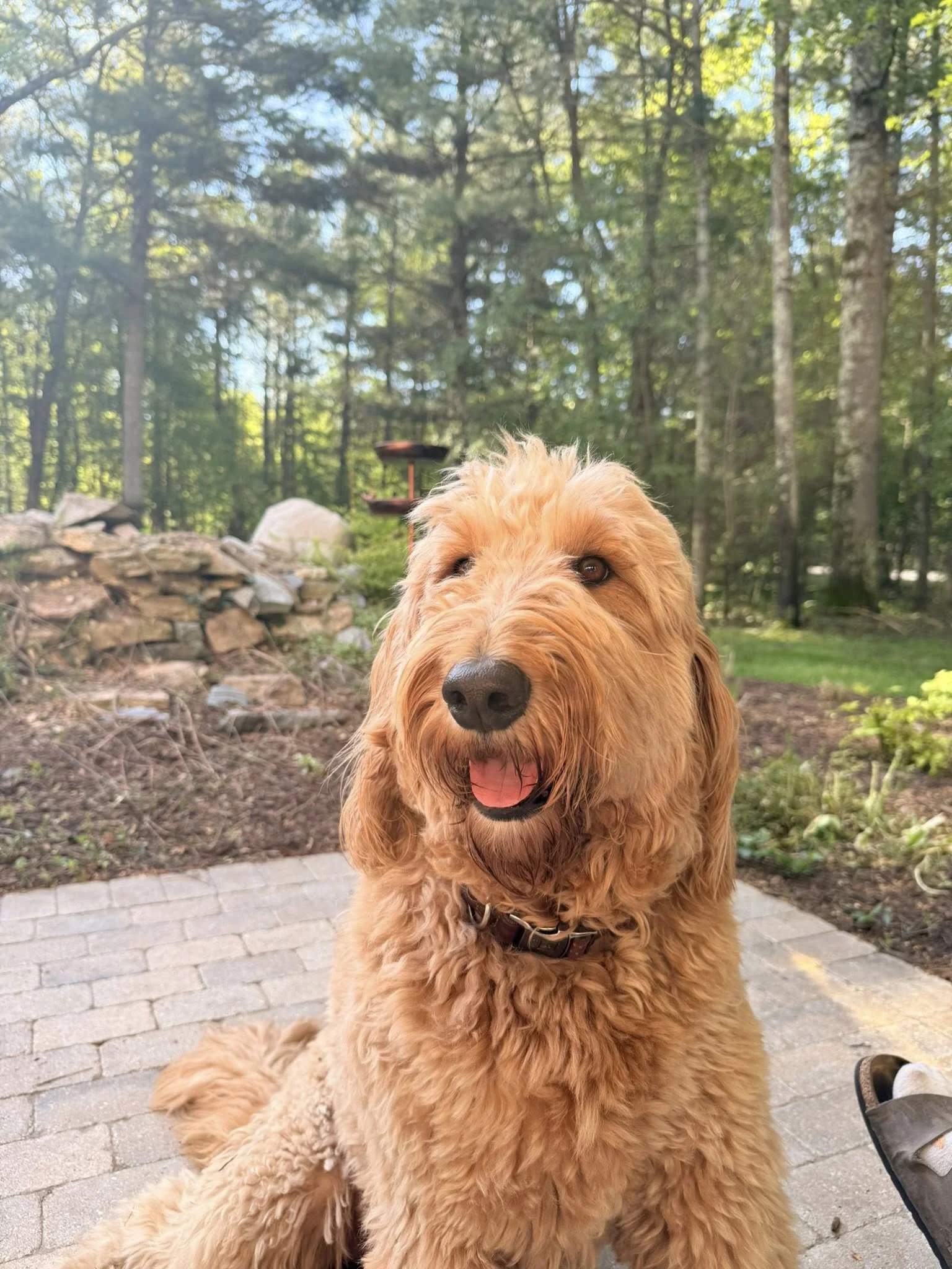 Hope Passed Her Therapy Dog Certification!