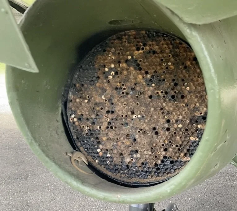 A lizard &amp; wasps nest in this C-47's Oil Cooler