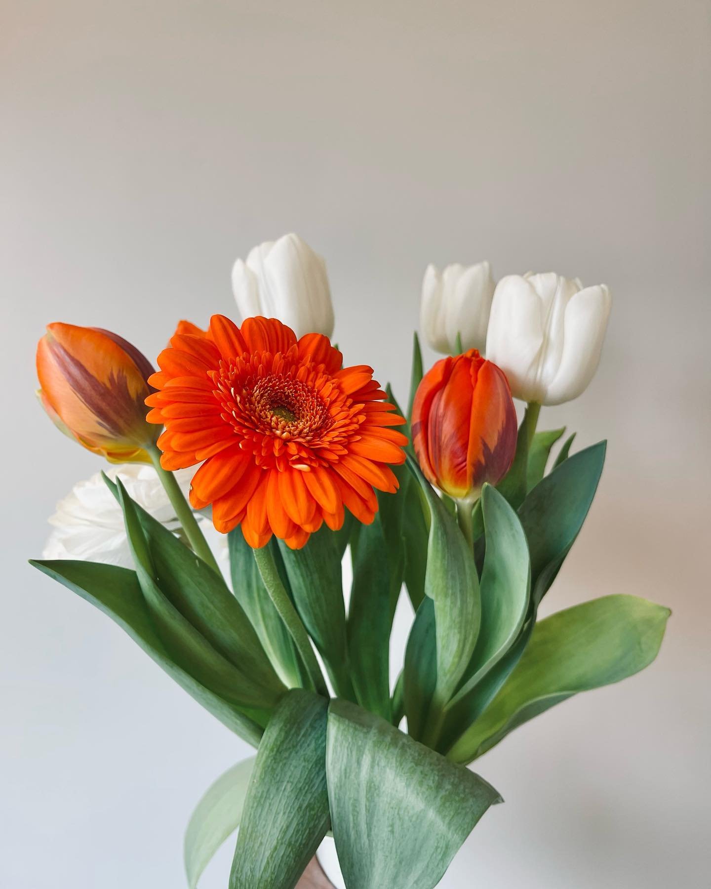 Pour la maison ce sera blanc et orange ce jeudi #auqueetvongparis #artisanfleuristeparisien #30ruedecl&eacute;ry75002paris #fleursdesaison #germini #tulipemonamour