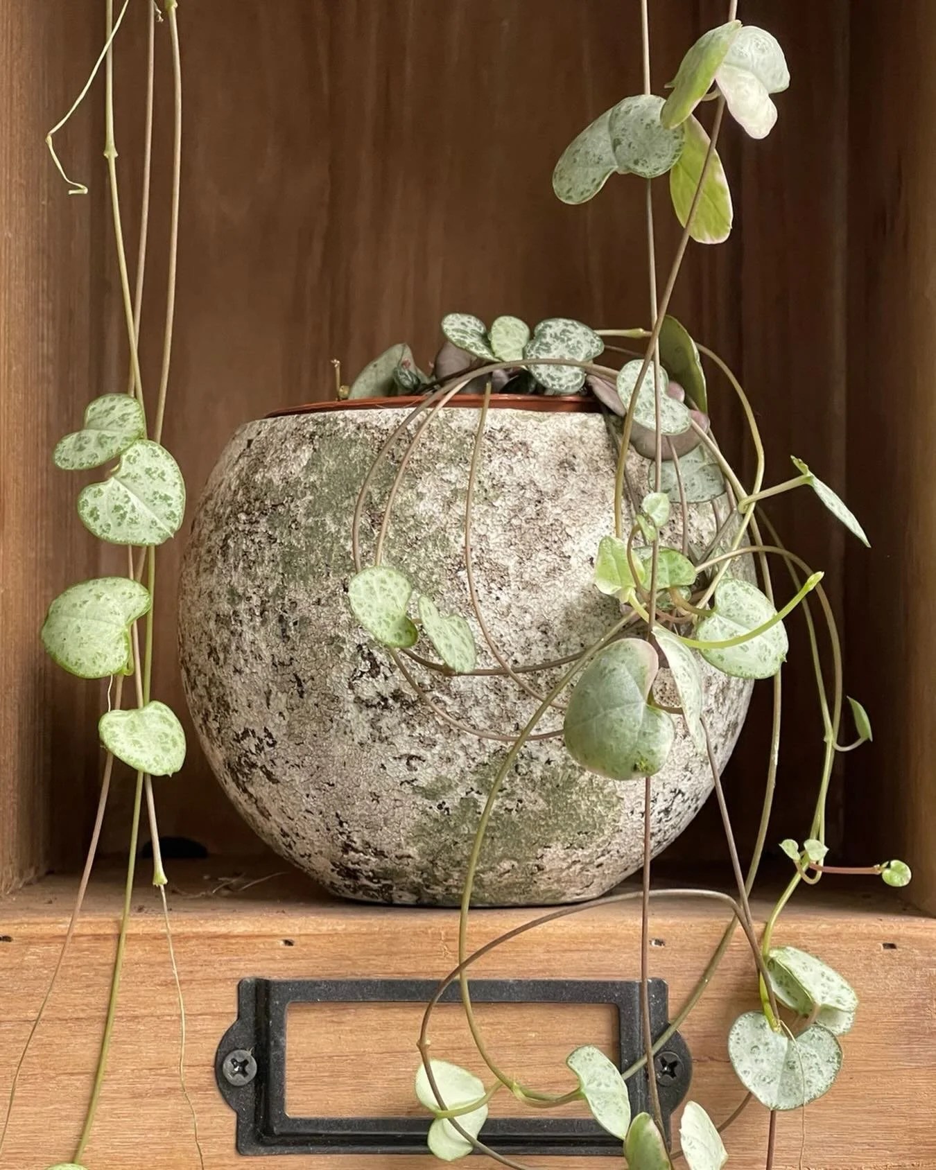 La Nature se r&eacute;veille et nous &eacute;merveille ! Toujours autant &hellip;passionn&eacute;ment !! #auqueetvongparis #artisanfleuristeparisien #plantes #bouquets #fleurs