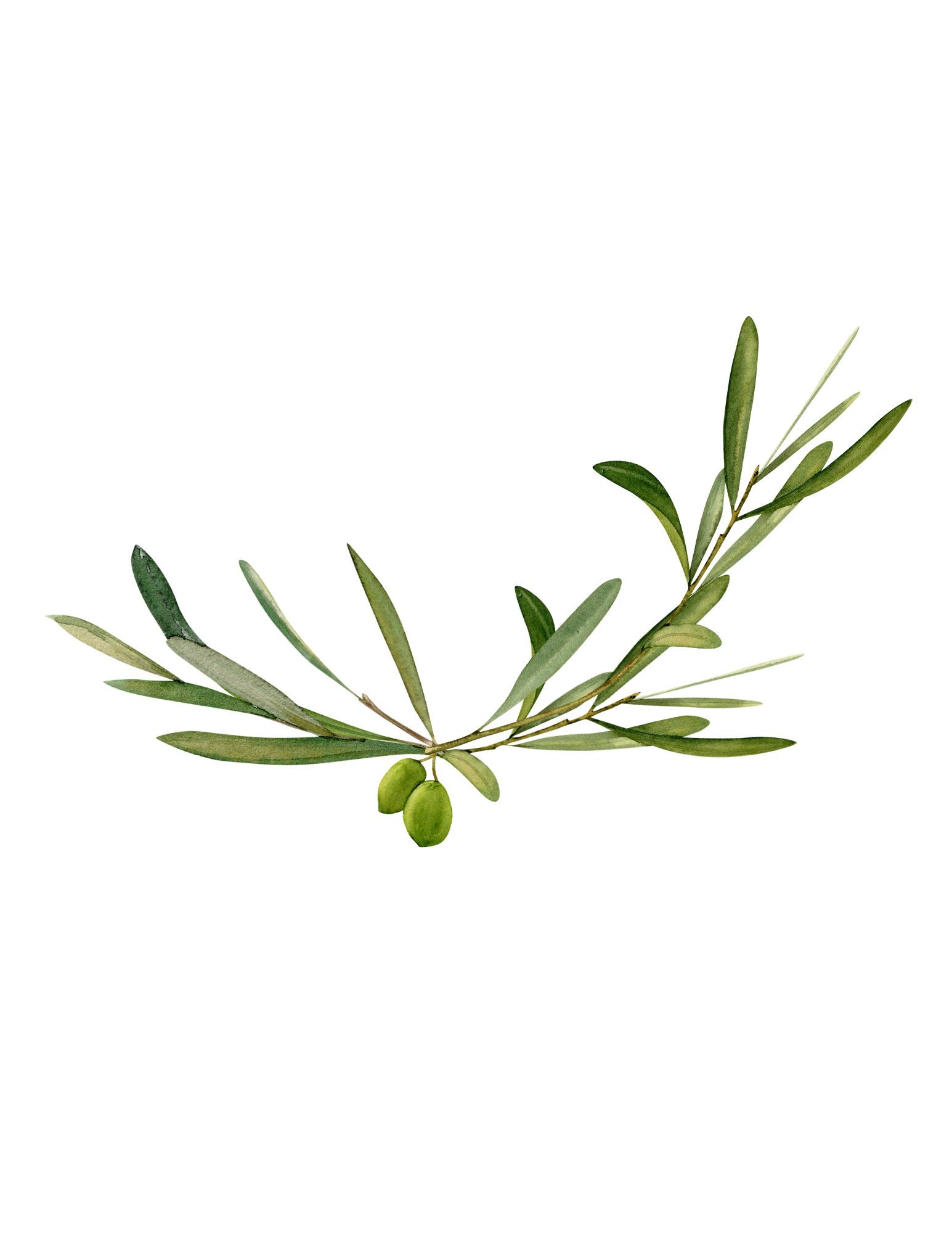 A sprig of olive leaves with green olives at the bottom