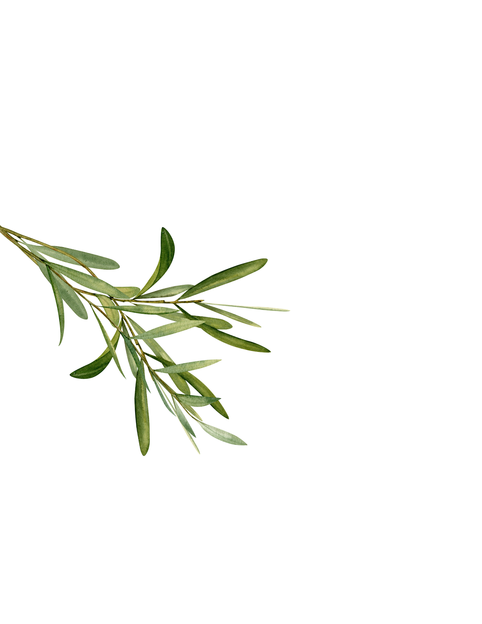 Close-up of a green leafy branch with elongated oval leaves.