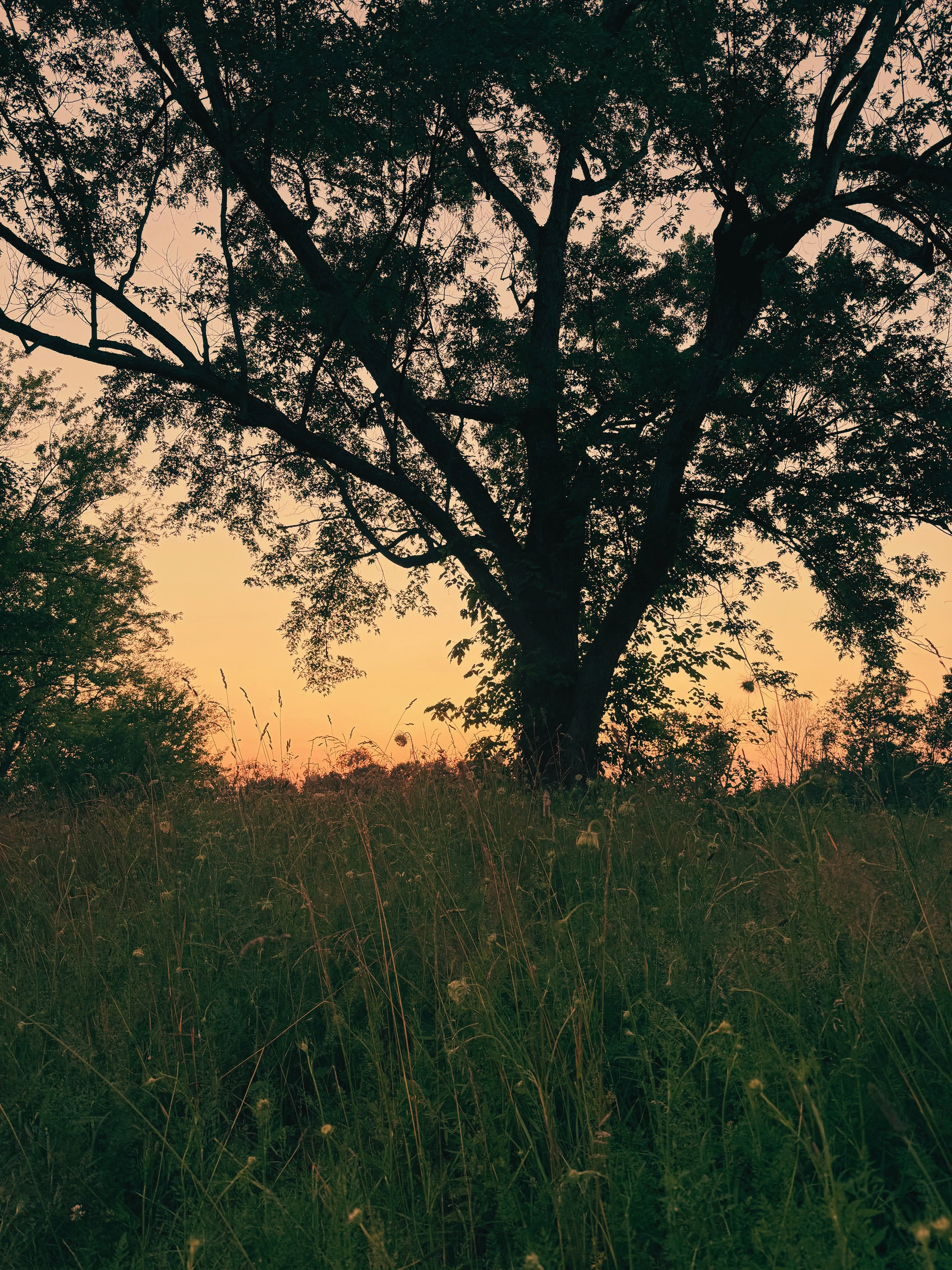 A large tree with multiple branches and dense leaves stands in a grassy field at dusk or dawn, with a pastel-colored sky in the background.