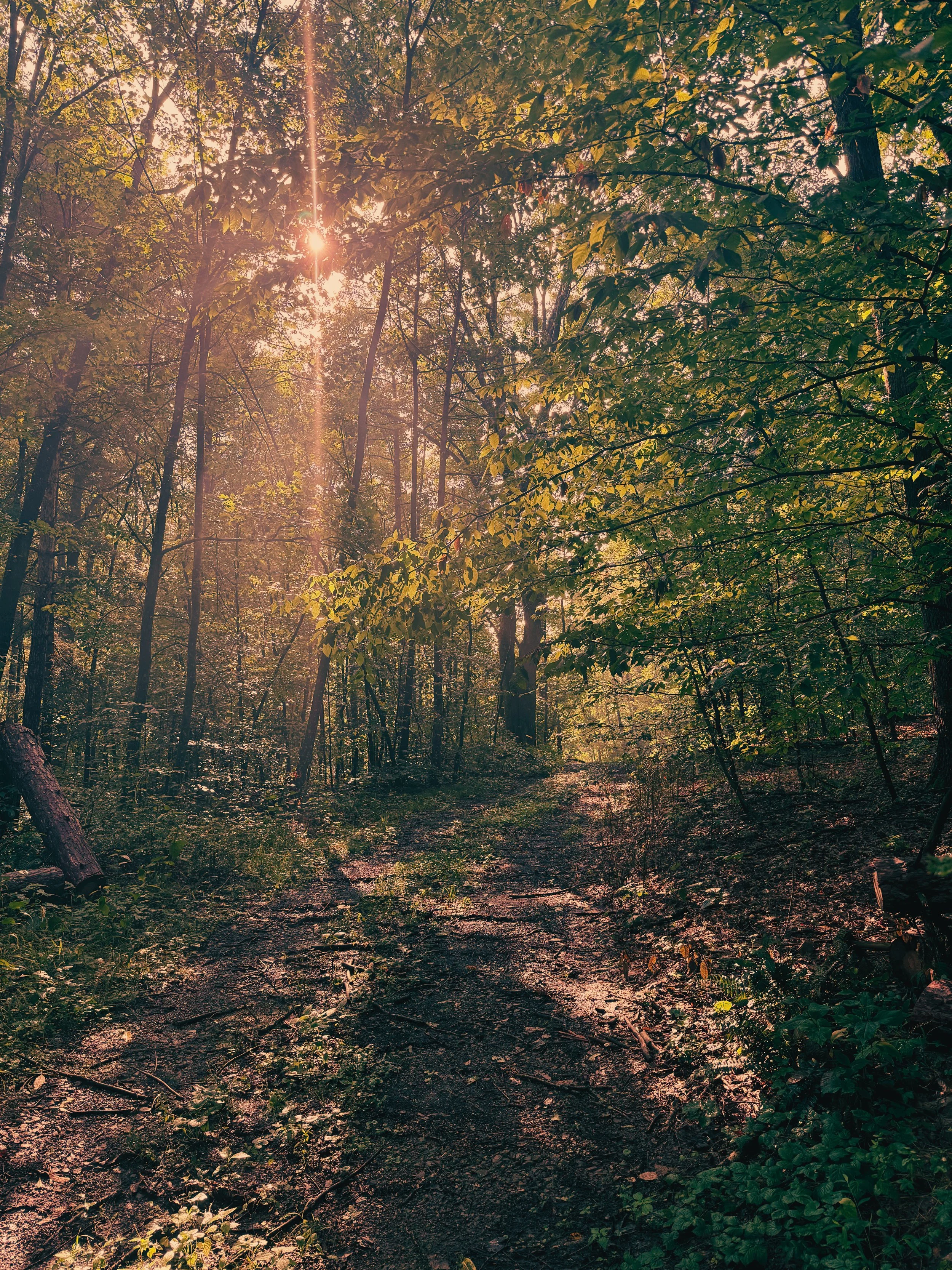 Sunlight filtering through the trees in a dense forest with a dirt path on the ground.