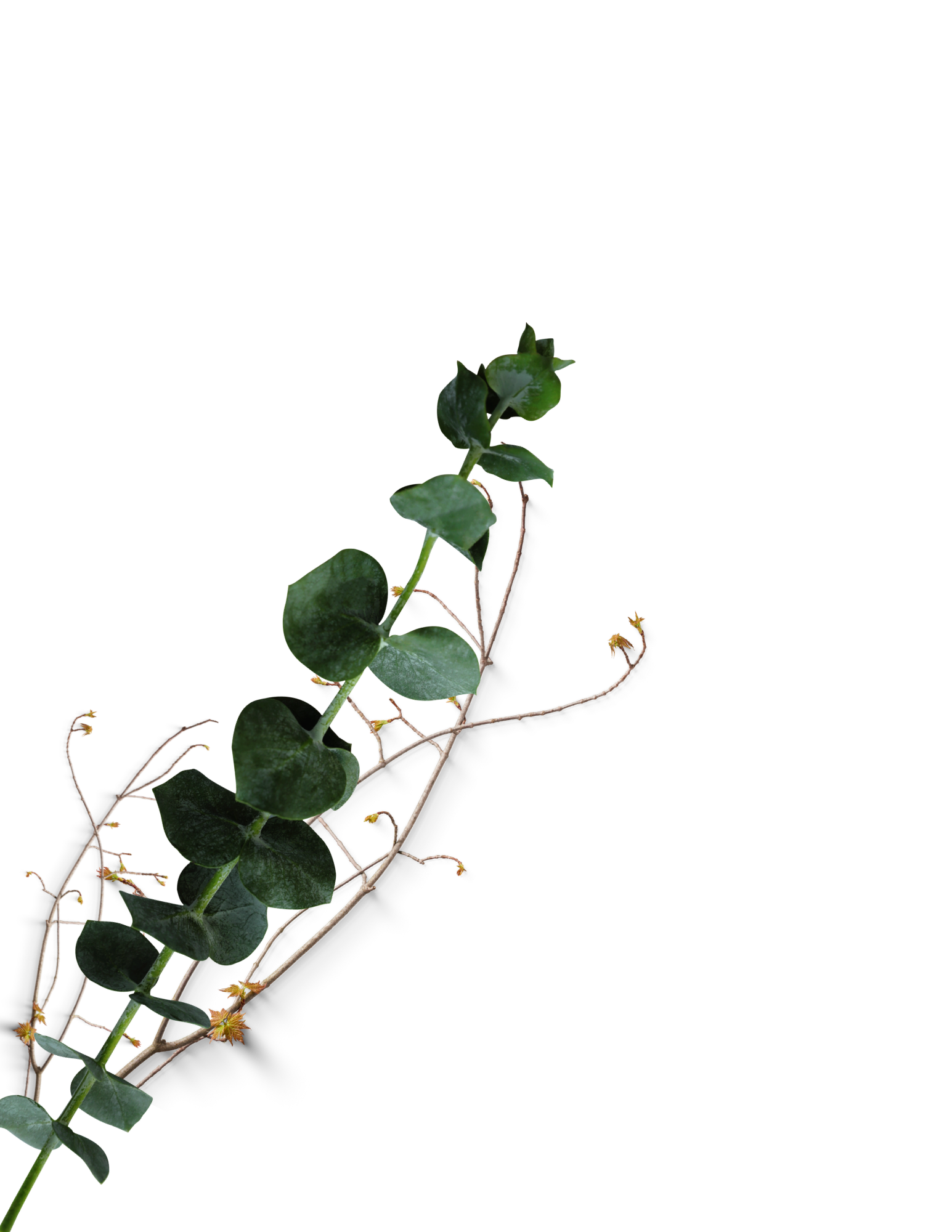A close-up of green ivy leaves and vines against a white background.