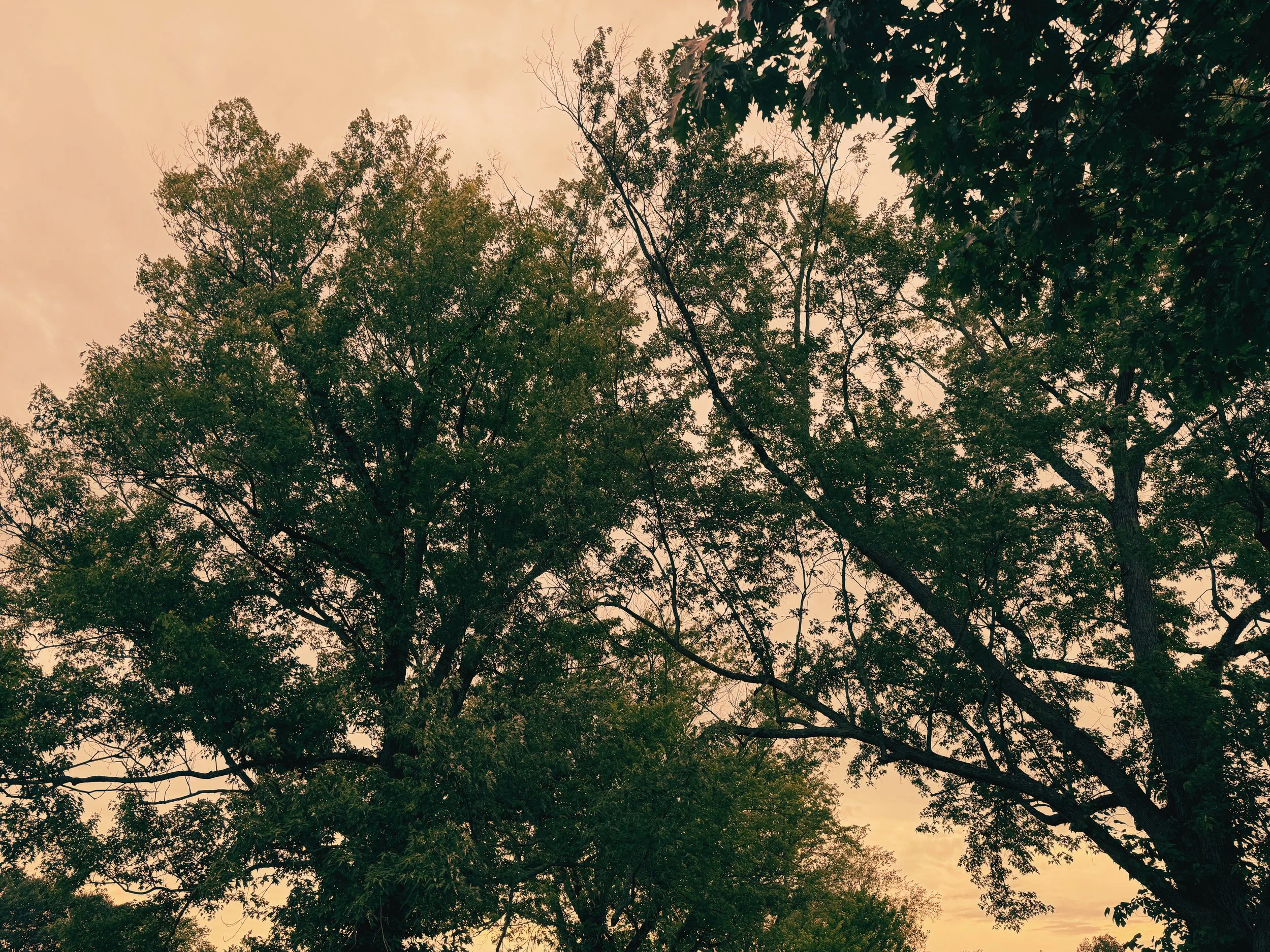 A view of a sky through tall trees with green leaves, with a warm, slightly overcast sky in the background.