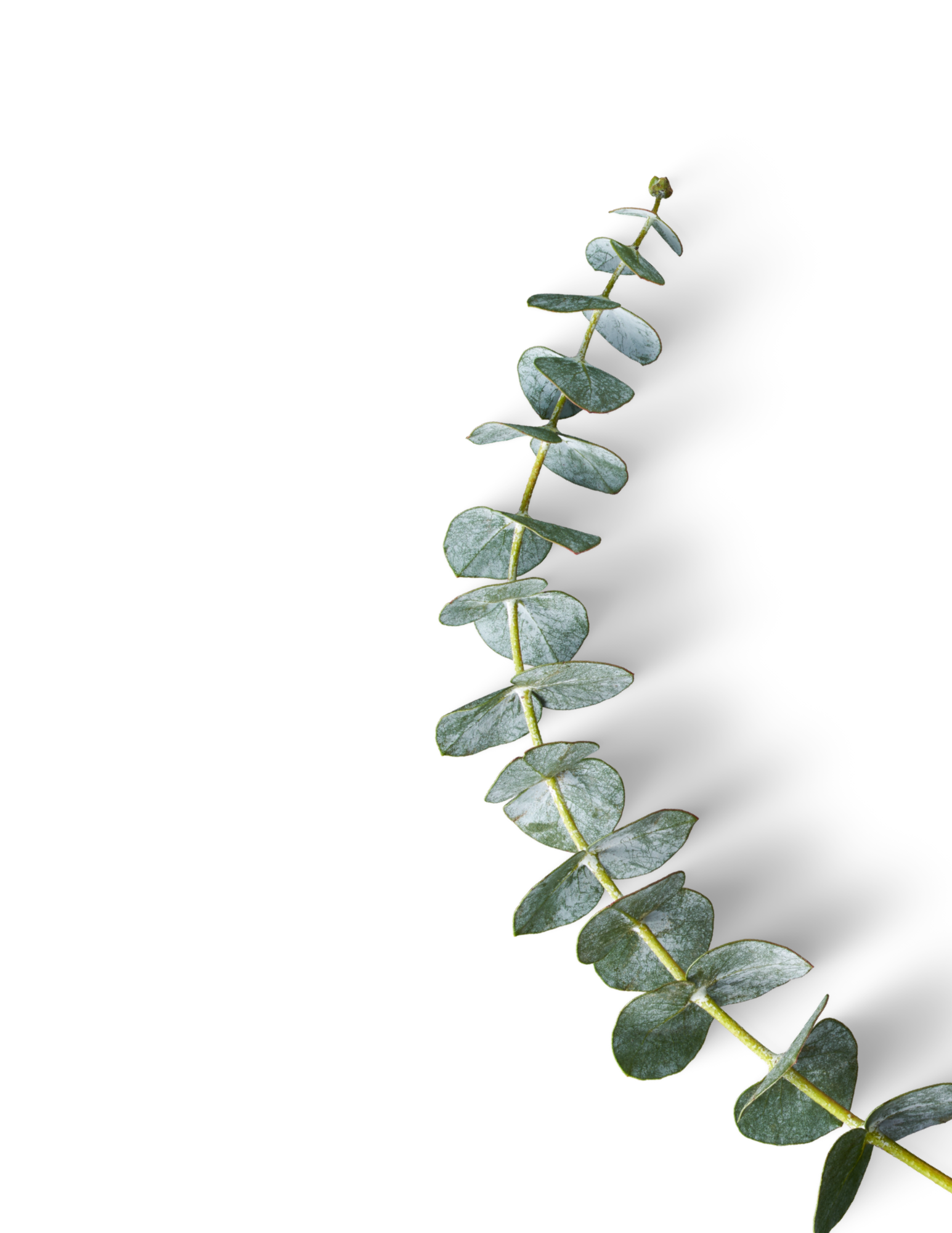 A sprig of eucalyptus with round, grayish-green leaves on a white background.