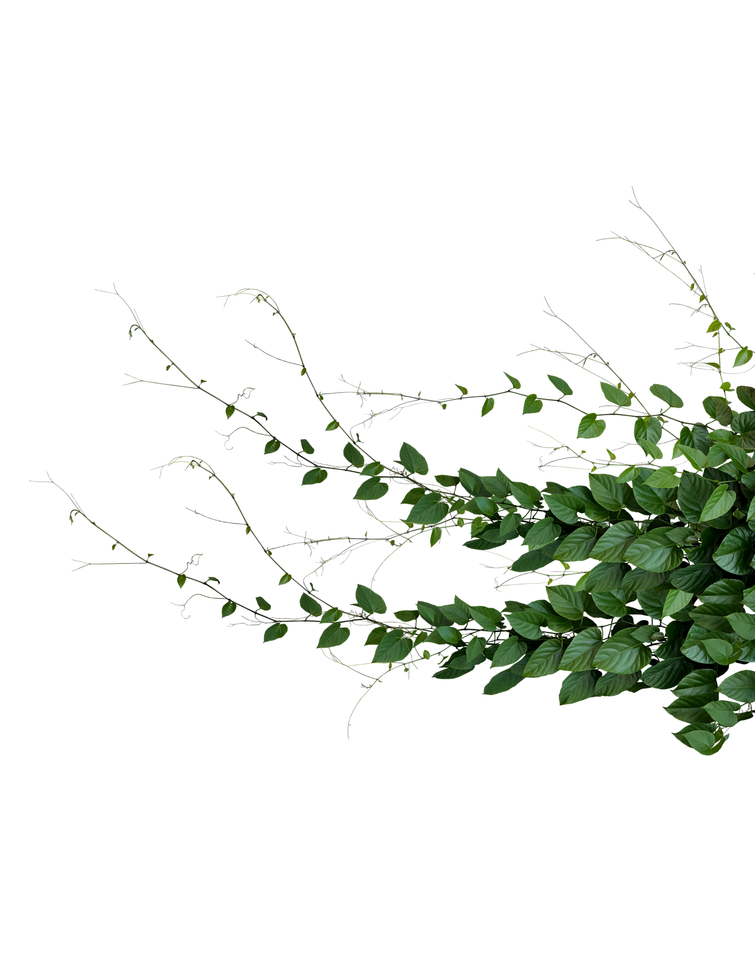 A green leafy plant with small leaves and thin stems, isolated on a transparent background.