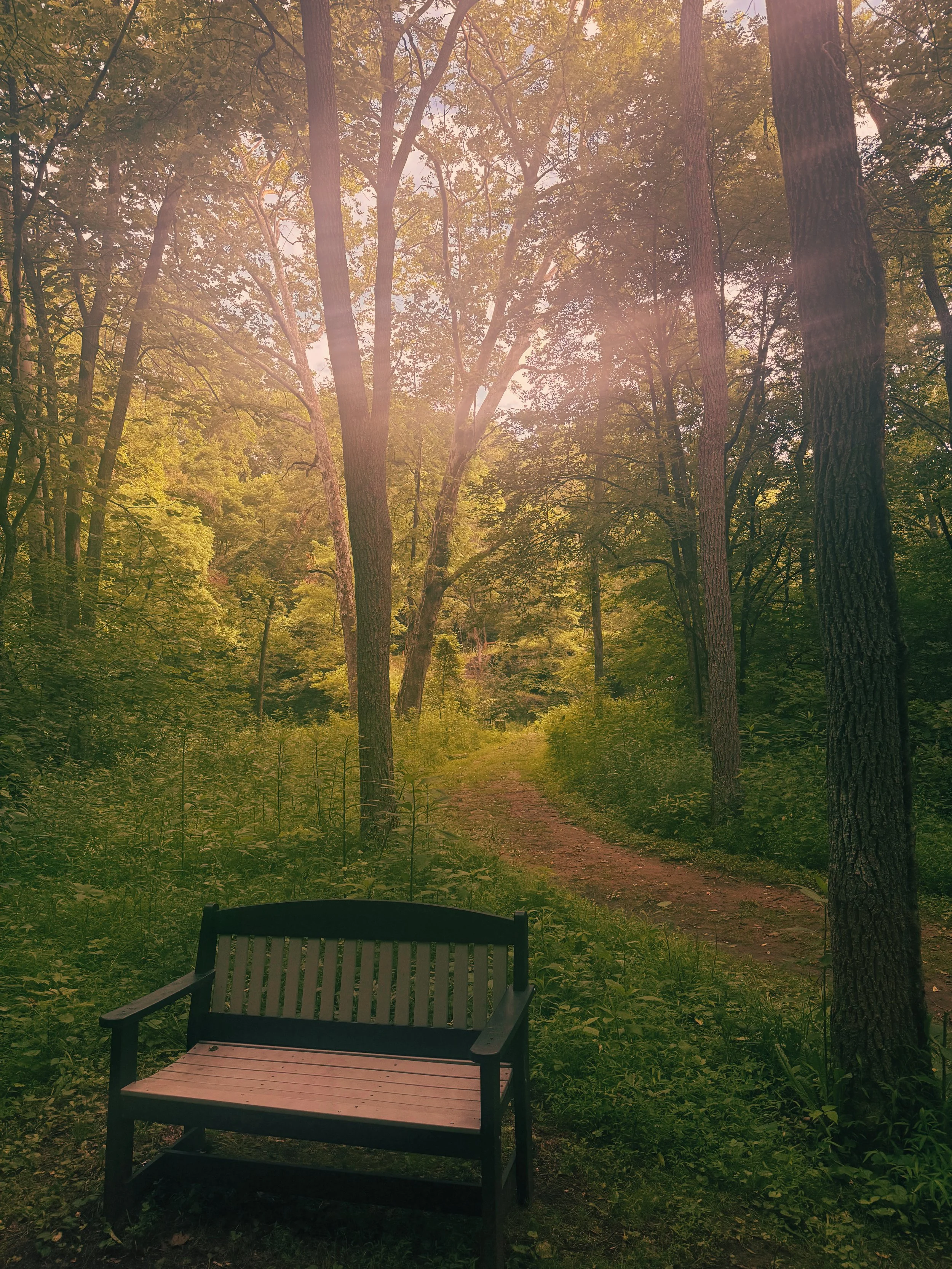 A wooded trail with tall trees and sunlight filtering through the leaves. There is a black bench in the foreground facing the trail.