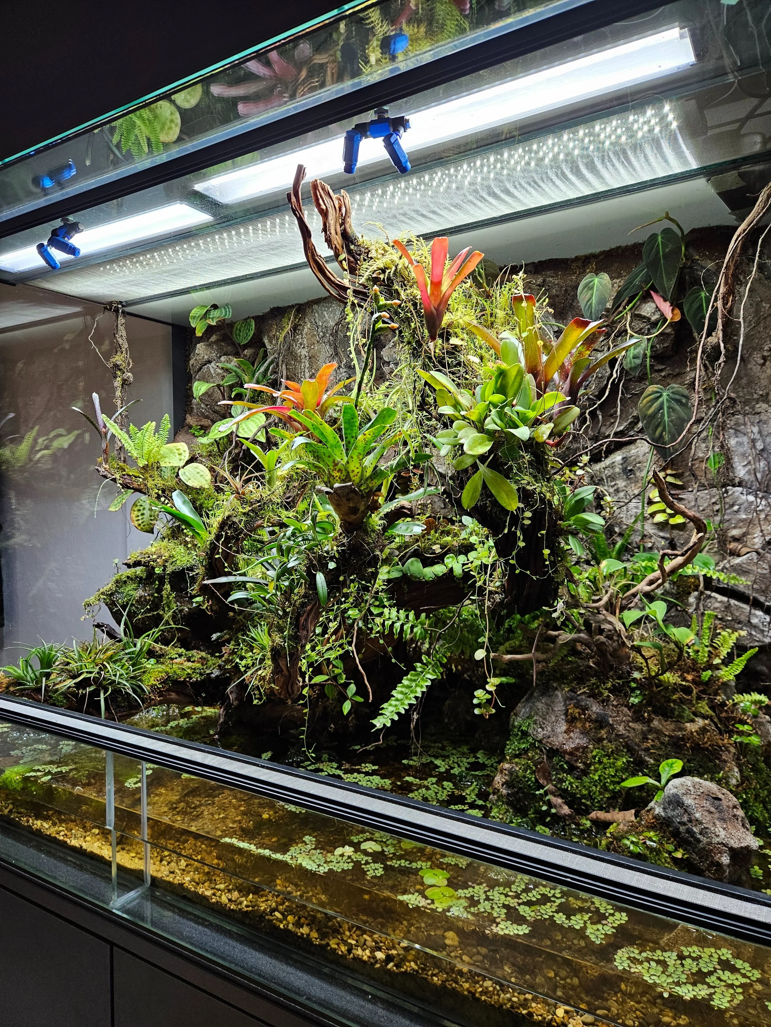 Ein bioaktives Paludarium mit Pflanzen, Wasser und Moosen. Beleuchtet mit speziellen LEDs.