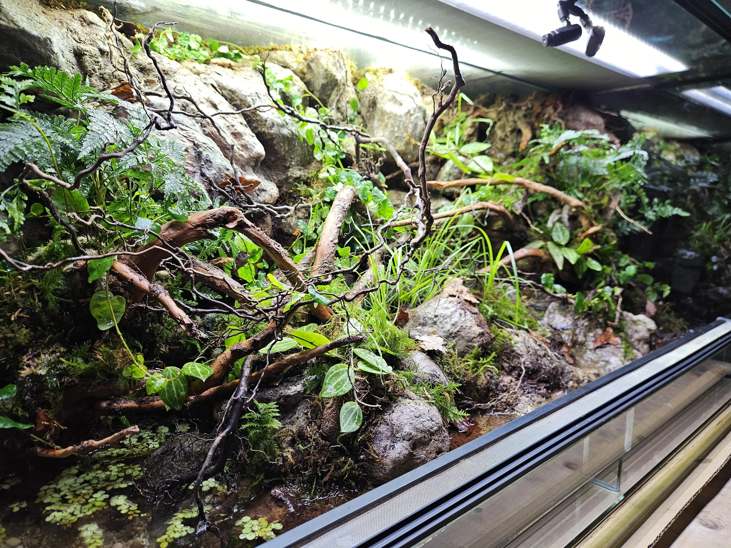 Ein Terrarium mit grünem Pflanzenbewuchs, Moos, Zweigen, Steinen und Terrariumrückwand. Imitation einer Uferlandschaft.