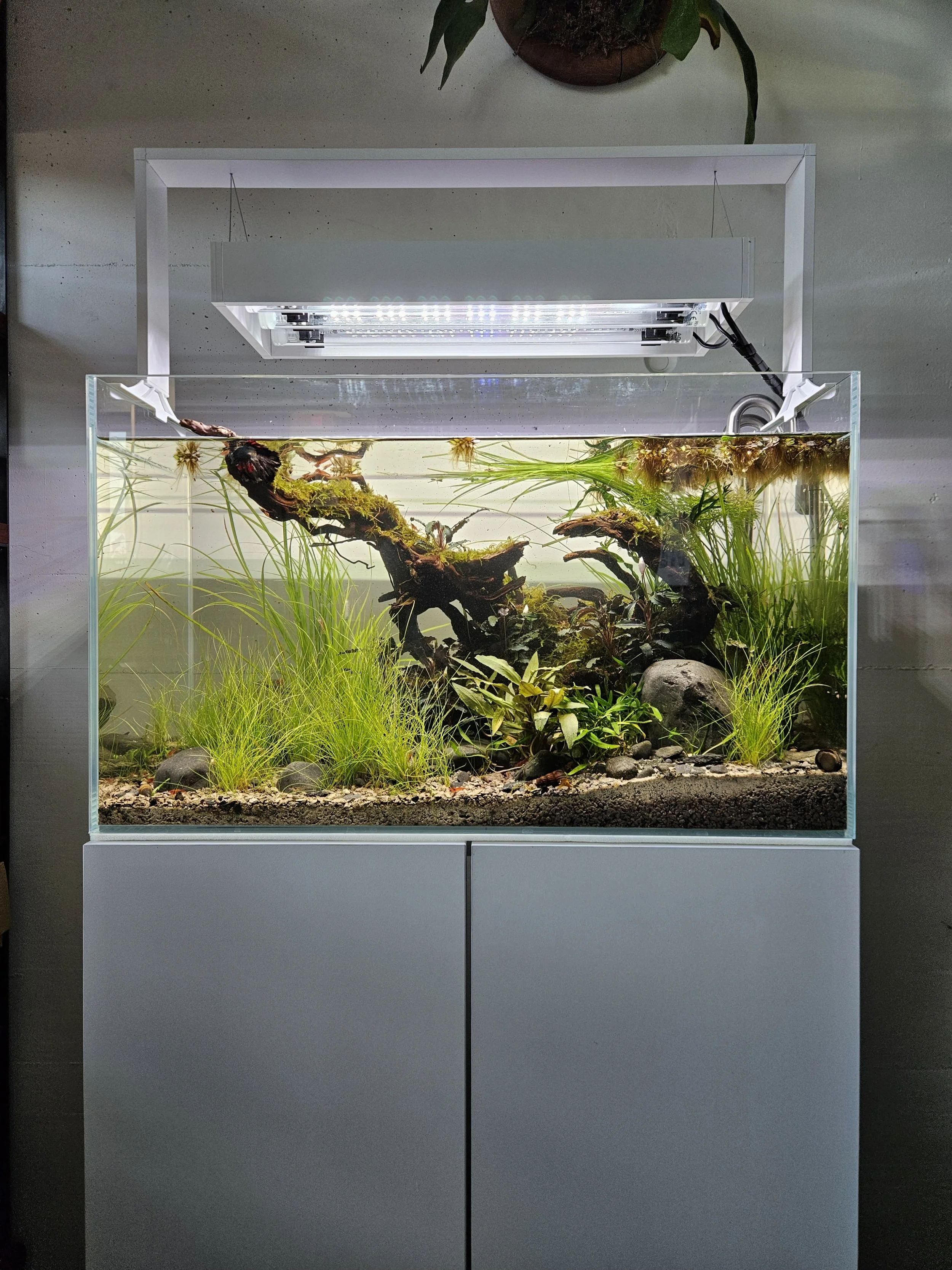 Ein Aquarium mit grünen Wasserpflanzen, einem Wurzelholz und Steinen darunter, beleuchtet von einer LED-Lampe steht auf einem weissen Möbel.