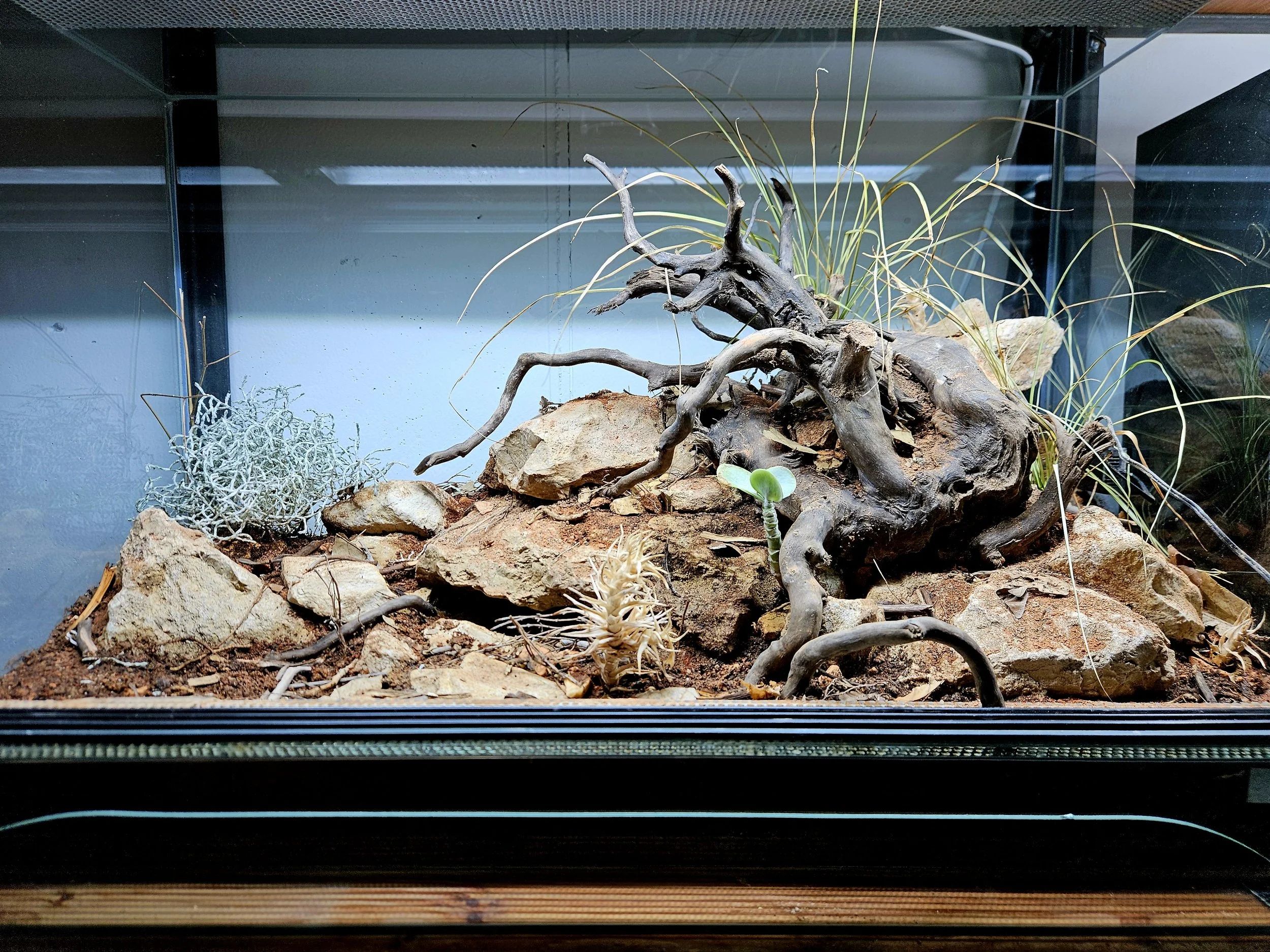 Ein Terrarium mit Sandboden, Steinen, trockenen Zweigen, Gräsern und Sukkulenten für Vogelspinnen.