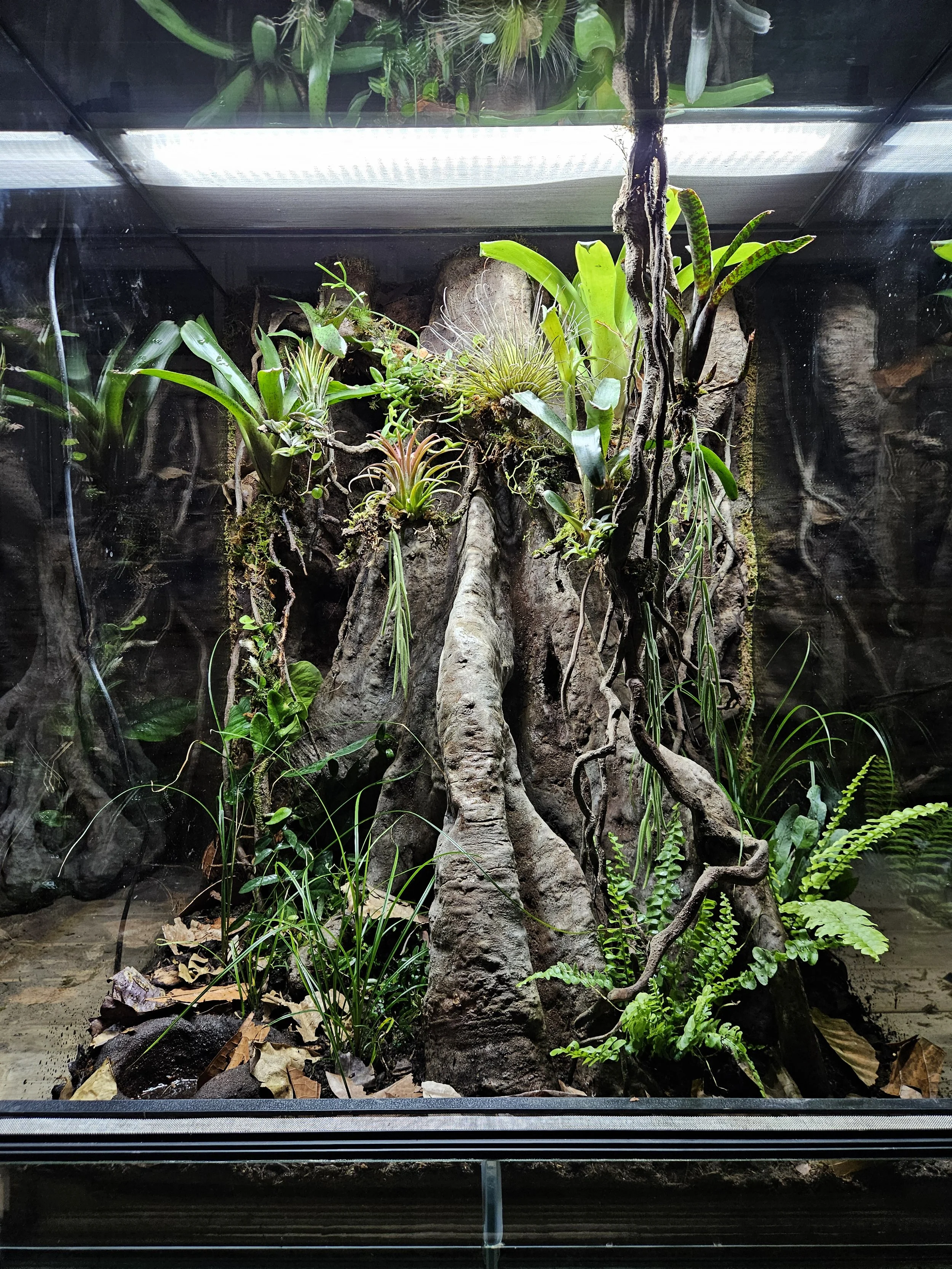 Terrarium mit künstlichem Baum, verschiedenen Pflanzen, Moosen und Wurzeln für Pfeilgiftfrösche.