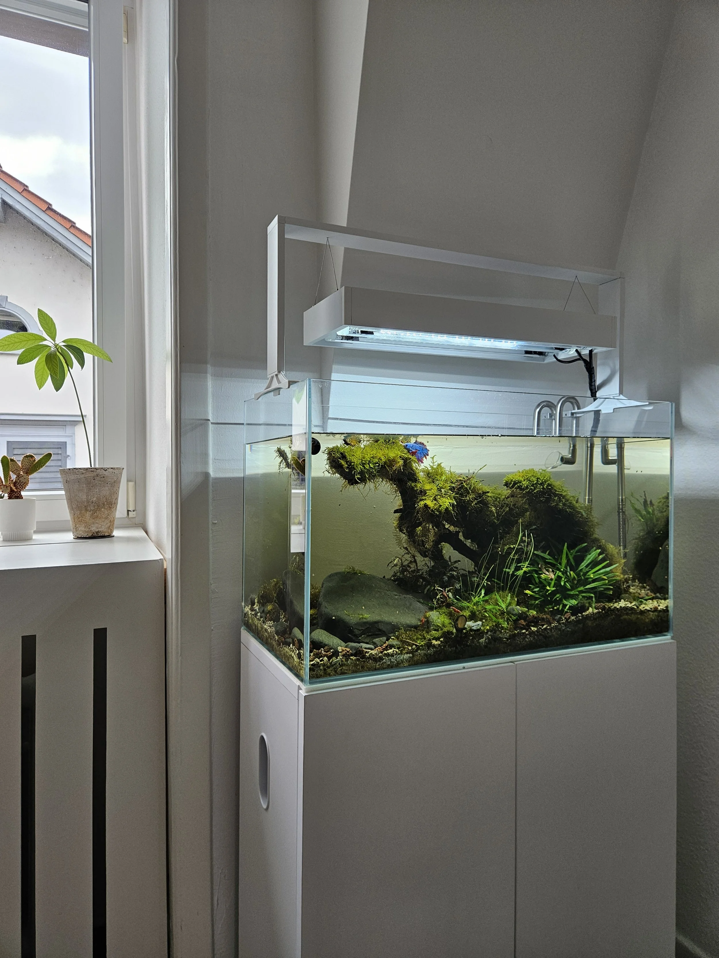 Ein Aquarium mit einer lebendigen Wasserpflanzenlandschaft und Moos, aufgestellt neben einem Fenster, das Tageslicht hereinlässt.