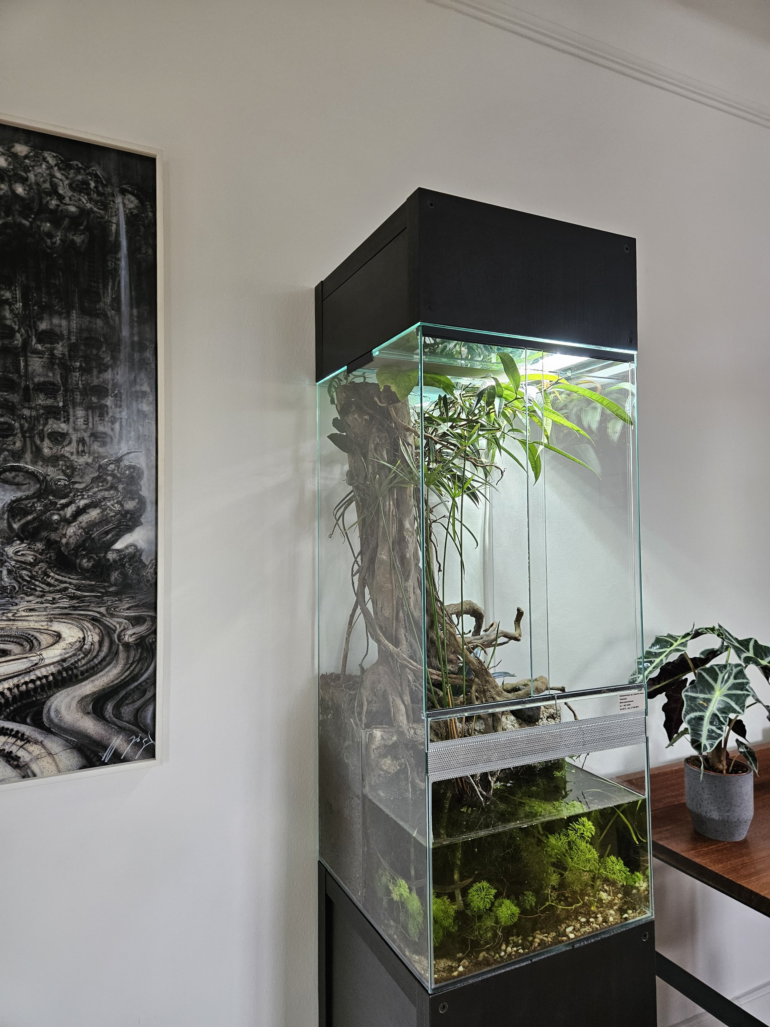 Ein Mangroven-Terrarium für eine Vogelspinne und Zwerggarnelen.