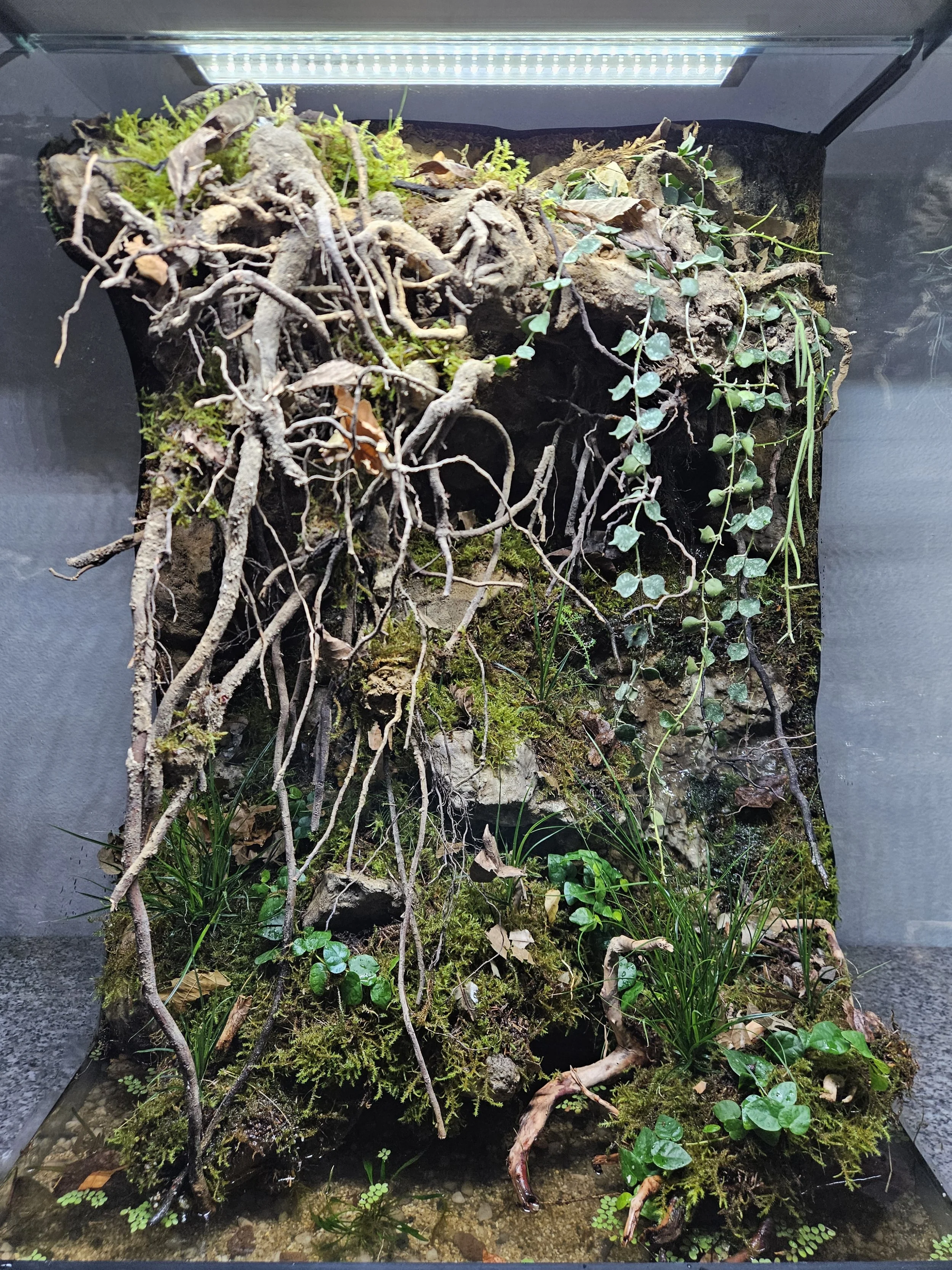 Ein natürlich gestaltetes Terrarium mit verschiedenen Pflanzen, Wurzeln, Moos und Boden. Oben eine LED-Beleuchtung. Es kann für Reptilien oder Amphibien genutzt werden.