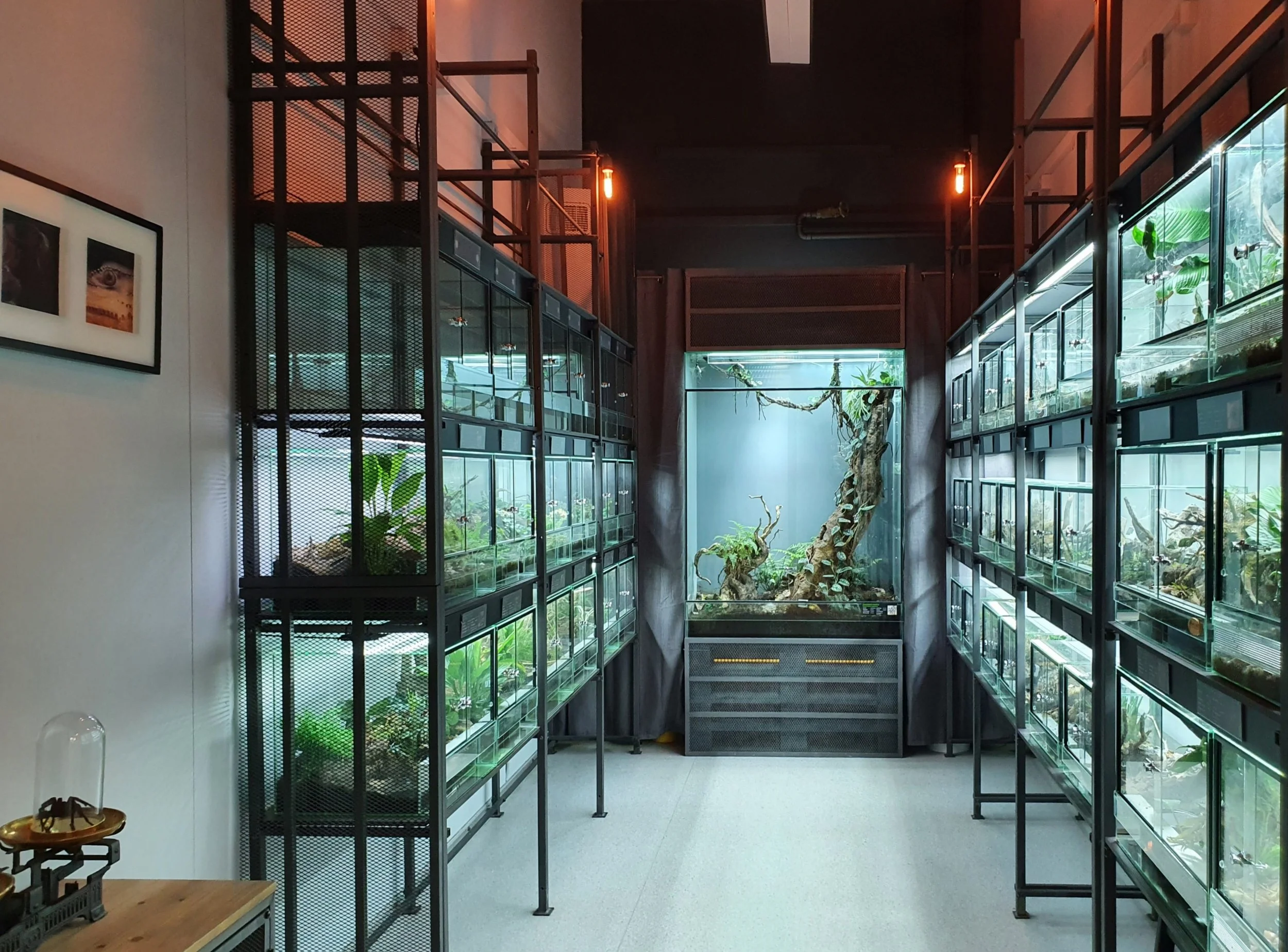 Ein Showroom mit mehreren Glasterrarien, die Arachniden hinter Glas beherbergen und eine großes Schauterri in der Mitte mit einem Kunstbaum. Die Beleuchtung ist warm und die Innenarchitektur wirkt gut durchdacht.
