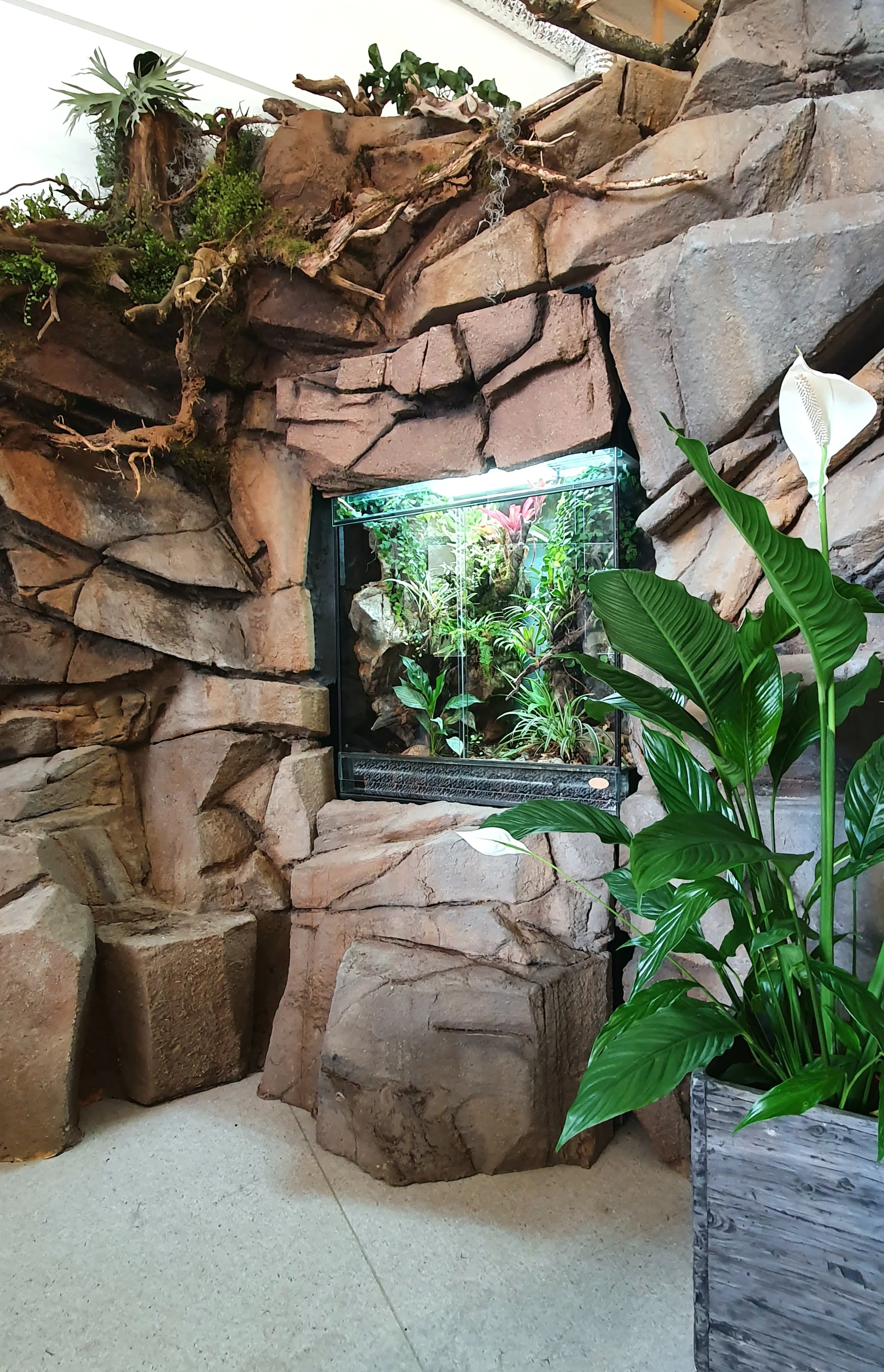 Bereich einer Reptilien-Ausstellung mit einer künstlichen Felswand und verschiedenen Pflanzen und integriertem Terrarium.