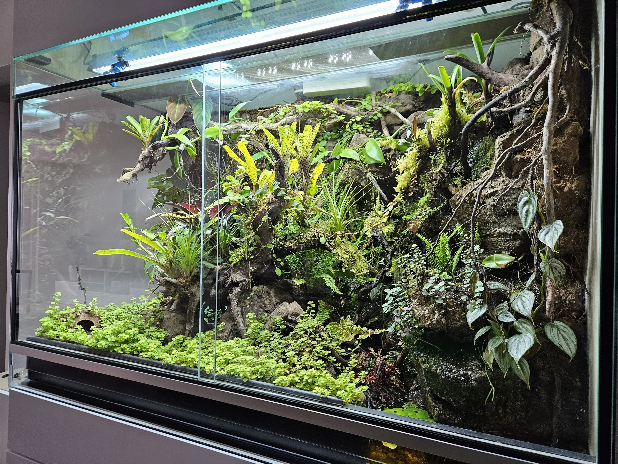 Ein Terrarium mit exotischen Pflanzen wie Orchideen und Moosen inklusive Wasserfall.