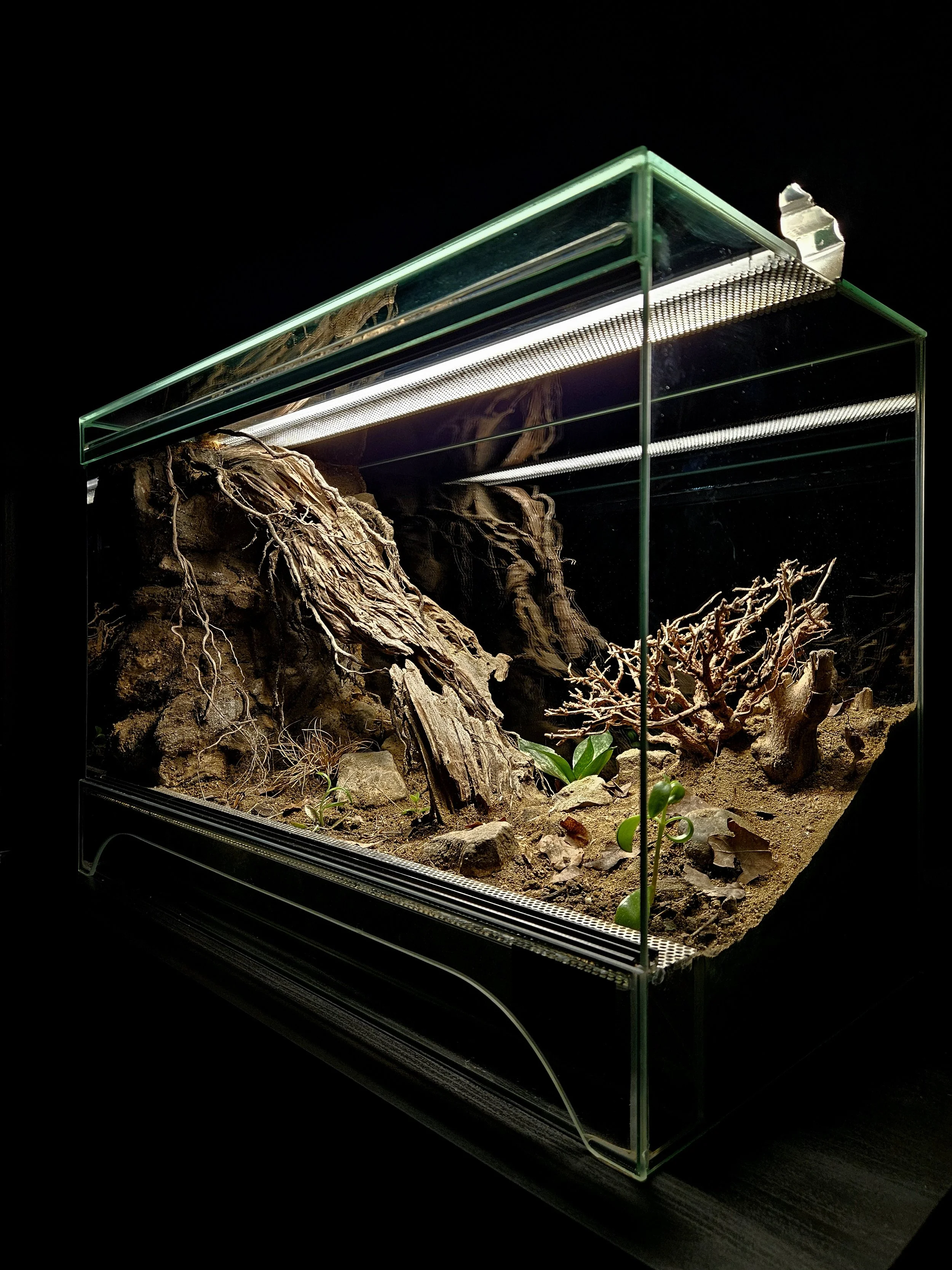 Ein Trocken-Terrarium mit Sandboden, Pflanzen, Wurzeln und Holzstücken. Dramatisch beleuchtet.