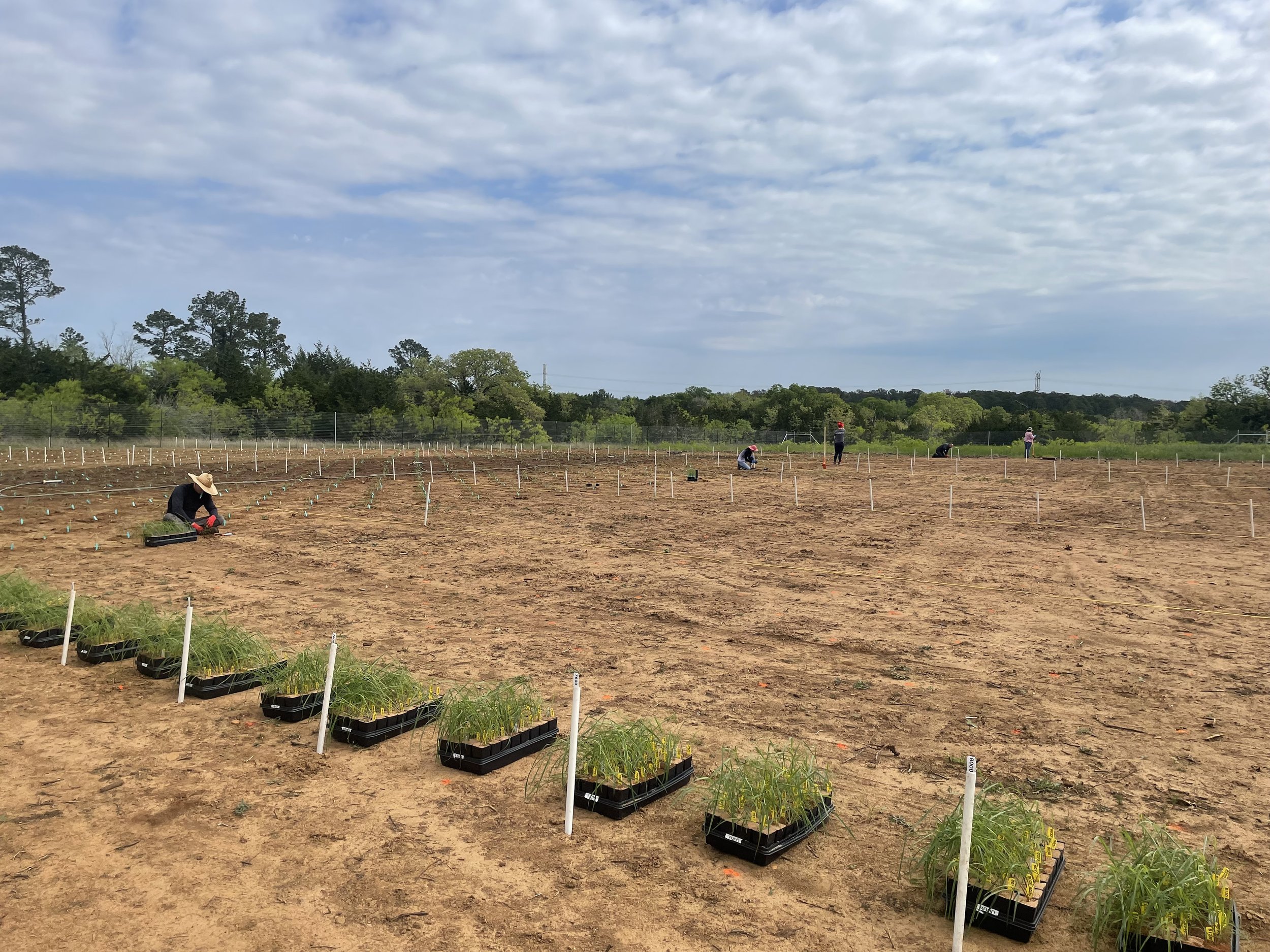 Mutants going in the ground.