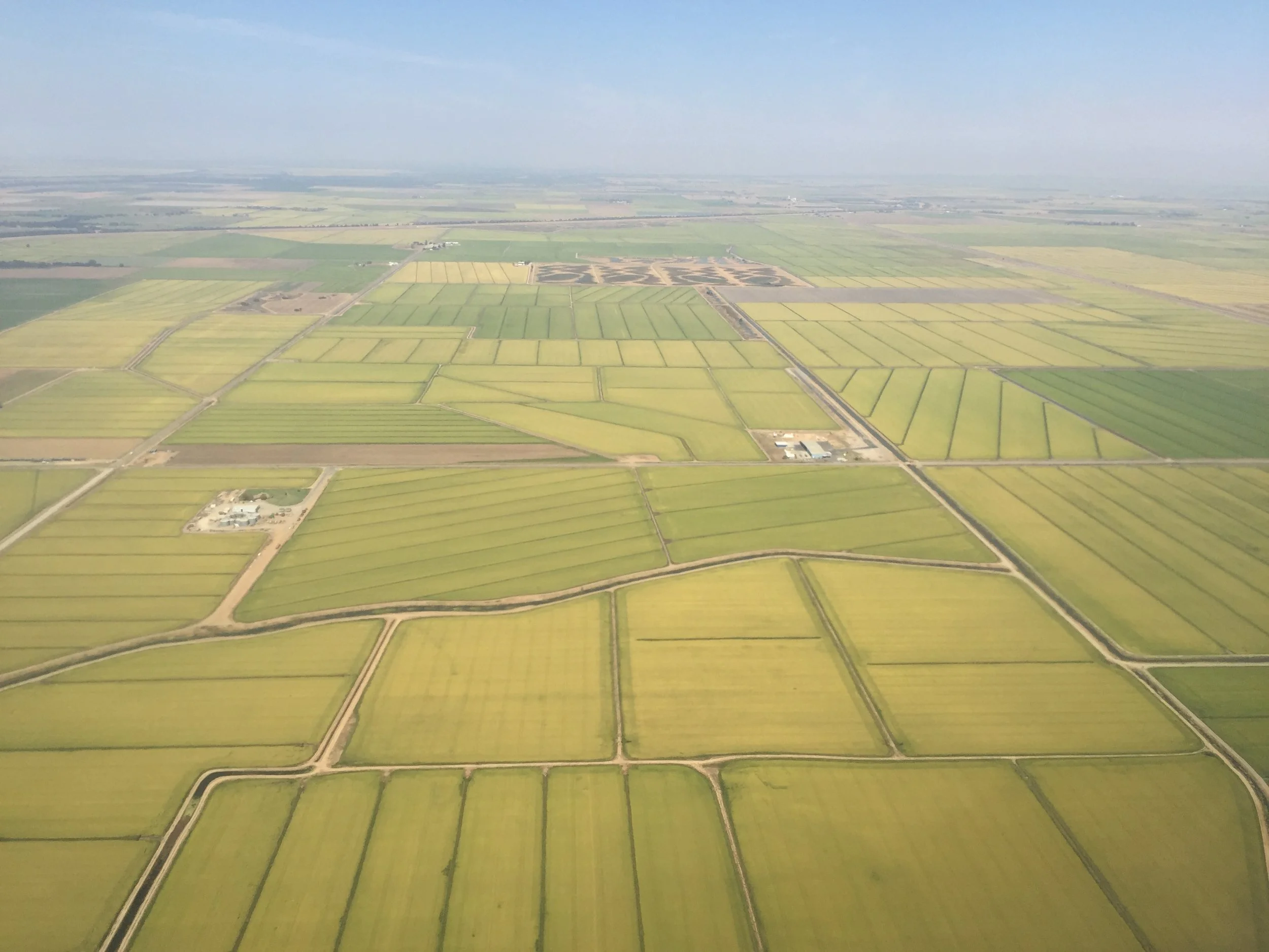 Rice fields for as far as the eye can see.