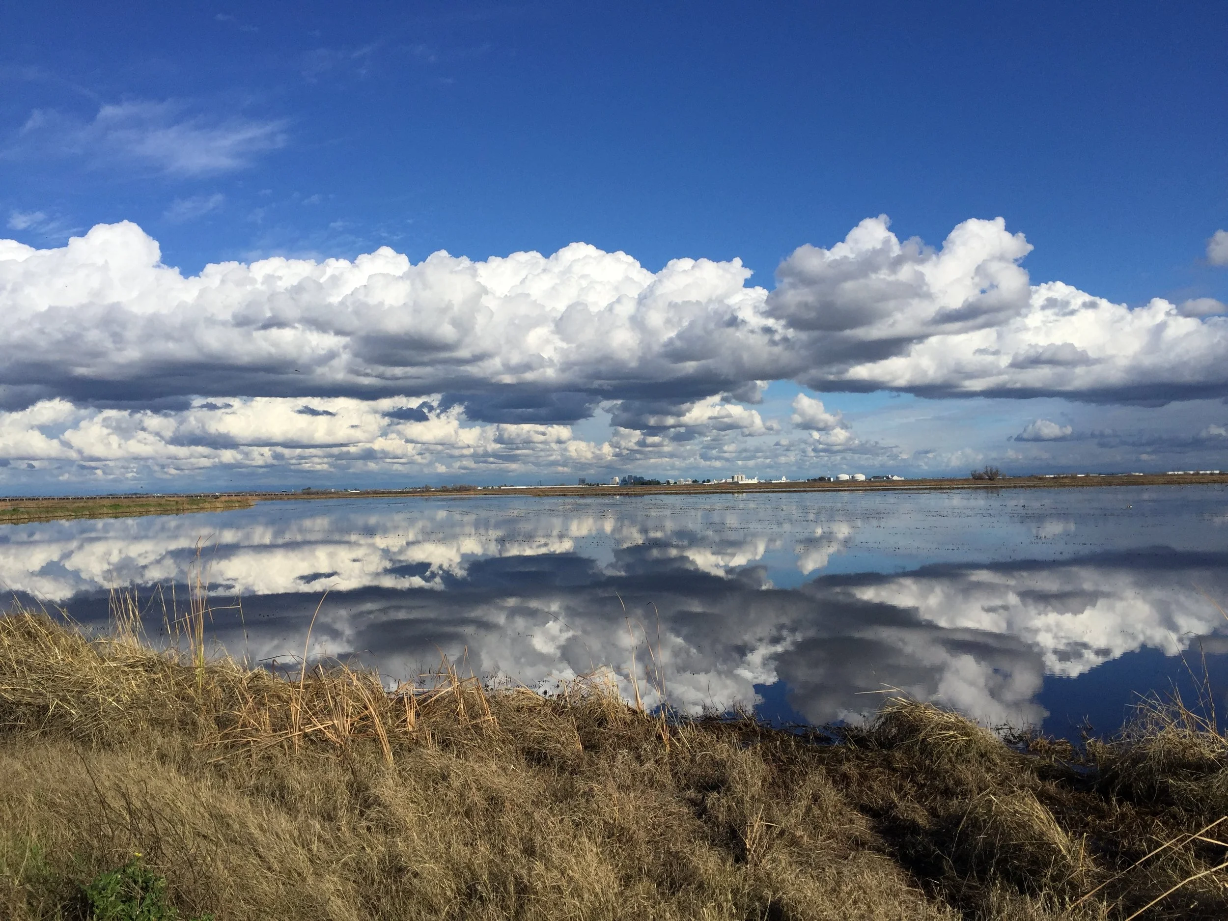 Rice Paddies in the Winter