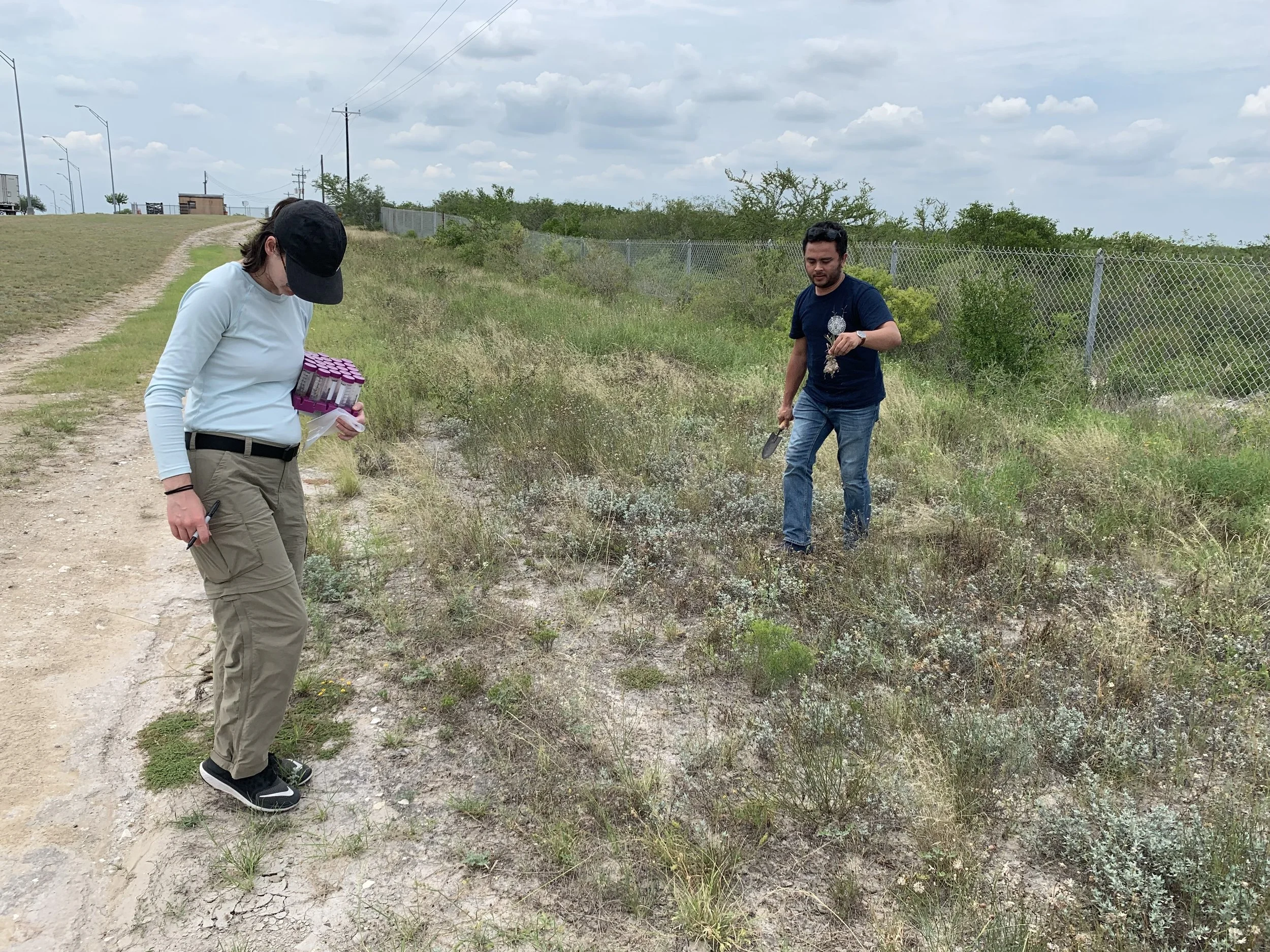 Finding native grasses is not easy.
