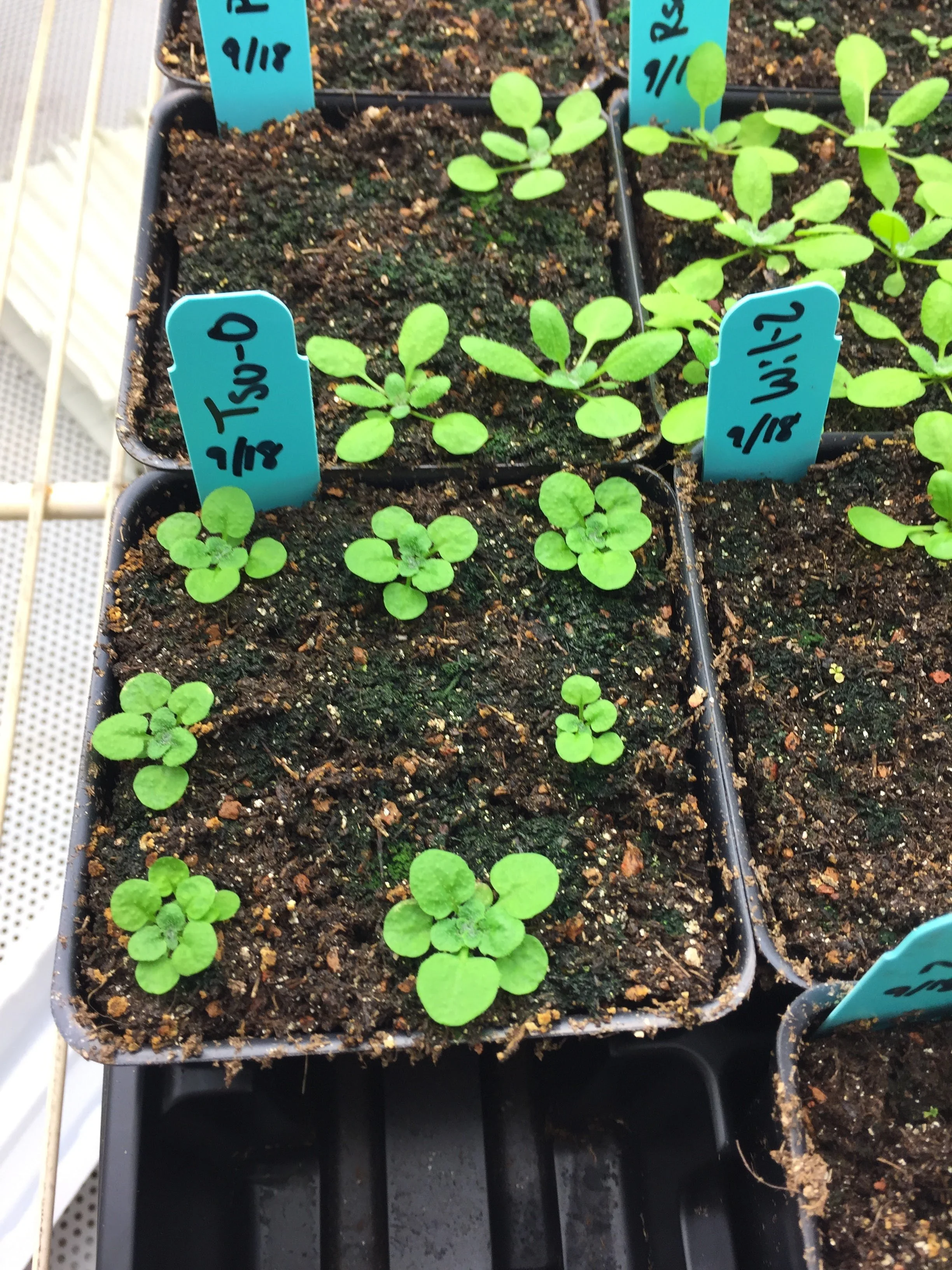 Arabidopsis is cute. Look at that variation!