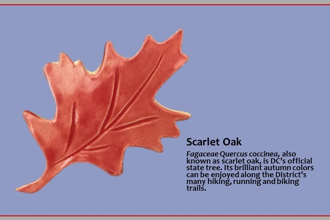 Icon+Info+-+Scarlet+Oak.jpg