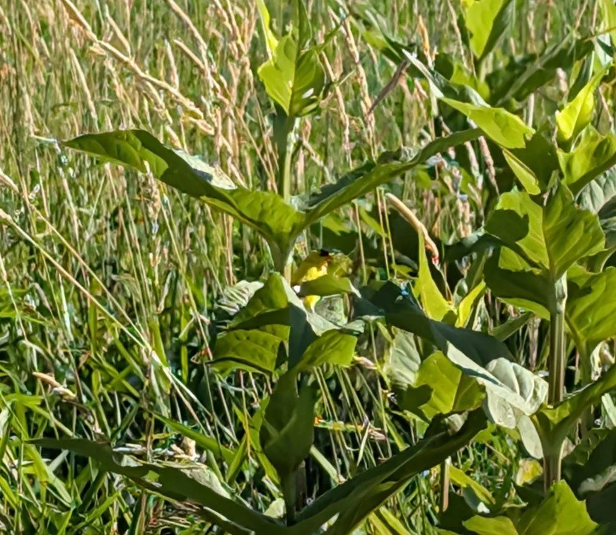 Goldfinch in Cup plant