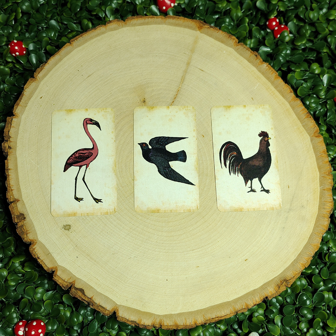 Bird Cards.png