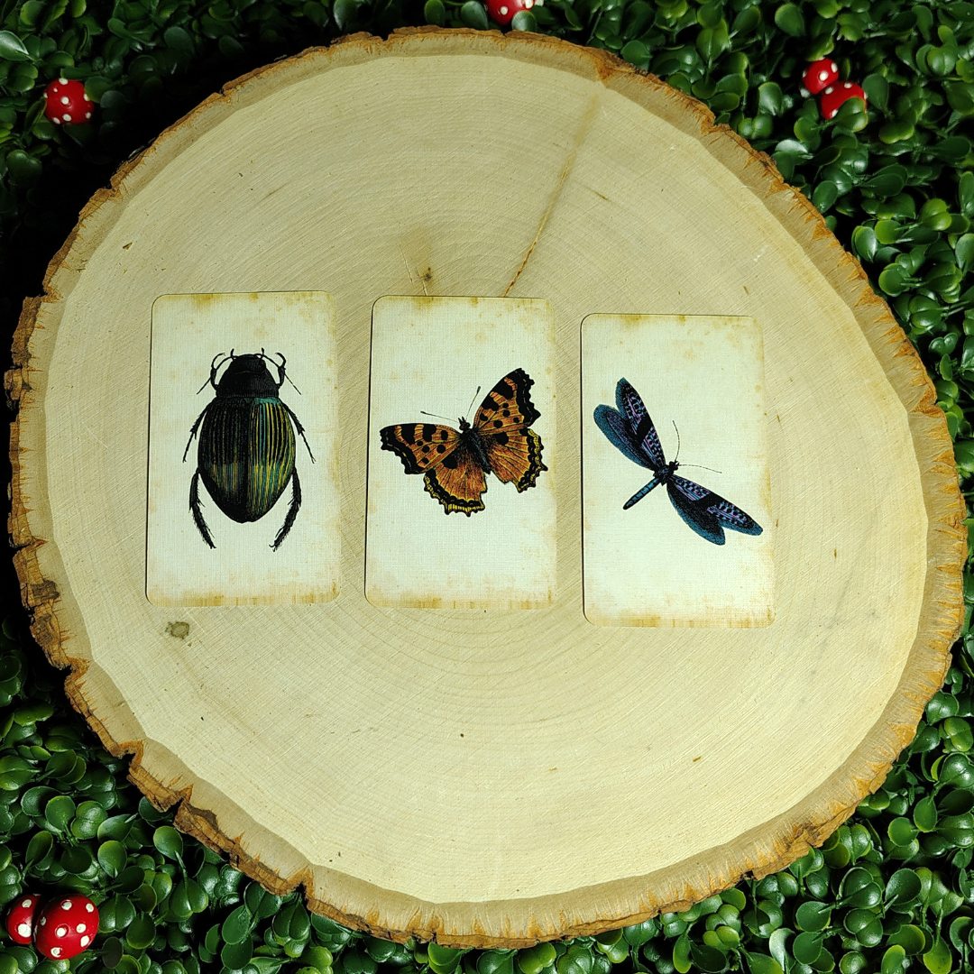 Insect Cards.png