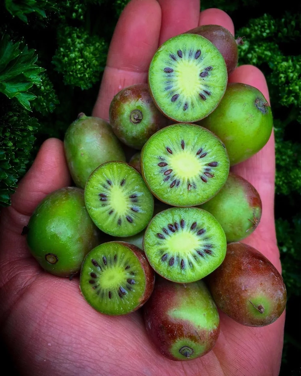 Cold hardy kiwi vine — Cold Hardy Figs