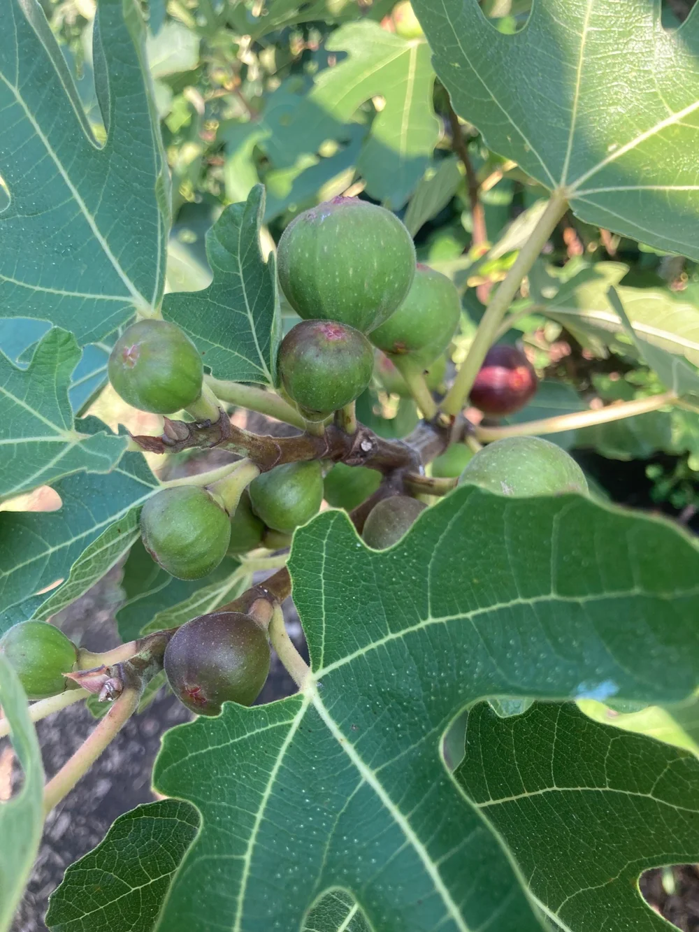 Italian - 258 fig cutting — Cold Hardy Figs