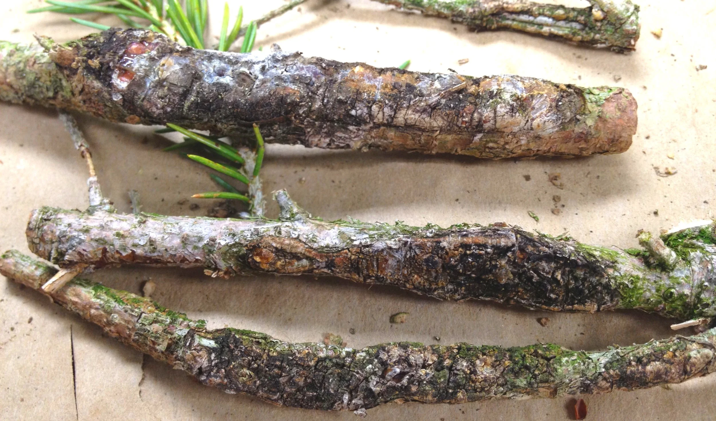 A collection of tree branches with rough, textured bark and some green moss, laid on a light-colored surface.