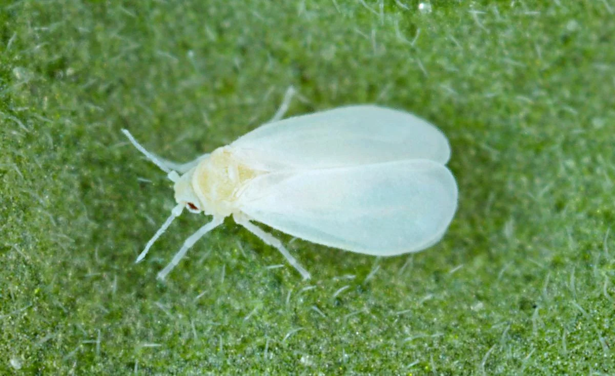 Close-up of a white insect on a green leaf.