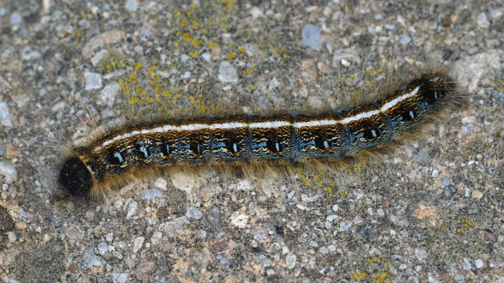 Close-up of a furry caterpillar with black, brown, white, and blue markings on a dirt ground.