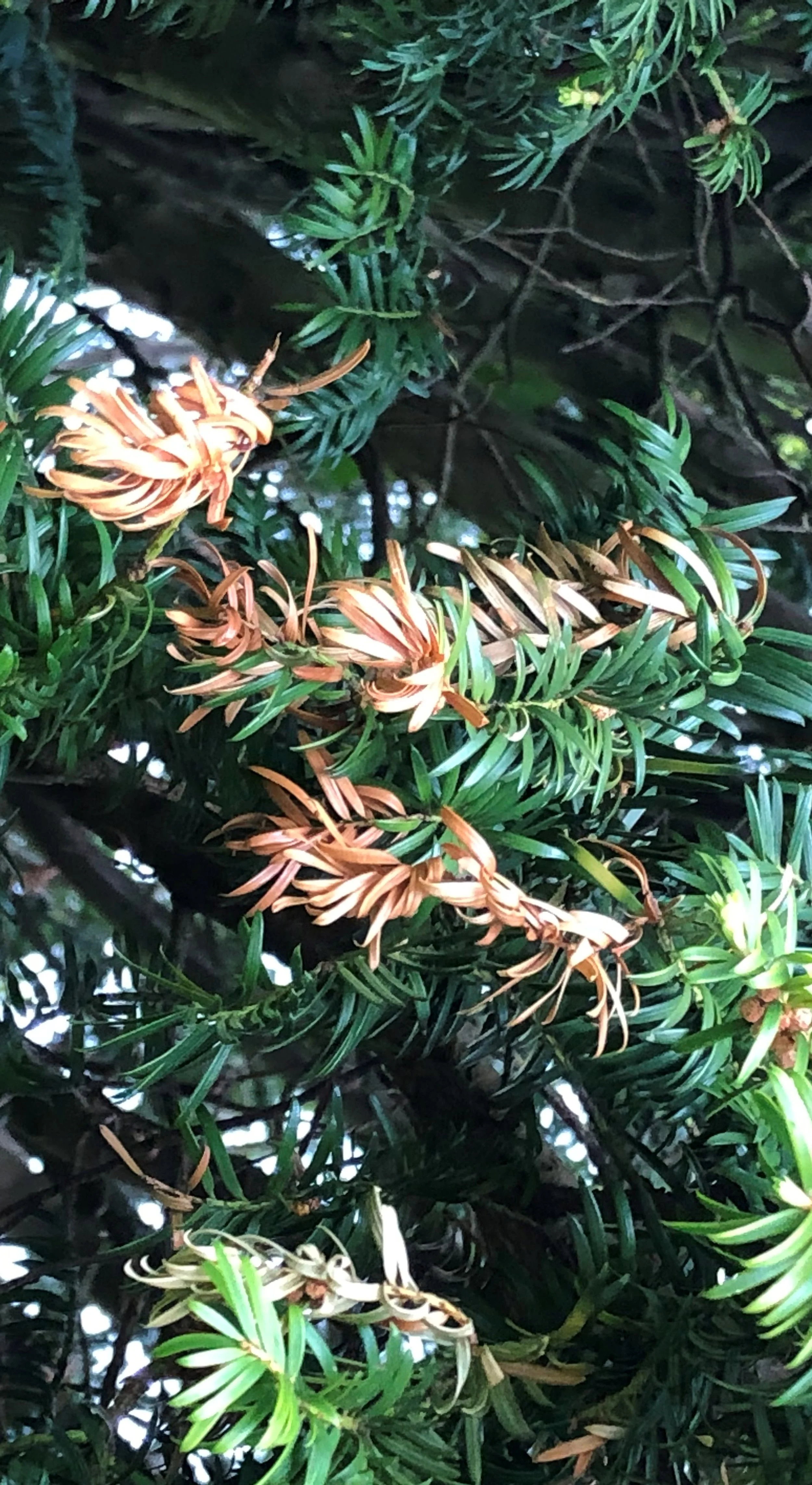 Close-up of green pine branches with pale tan pine cones.