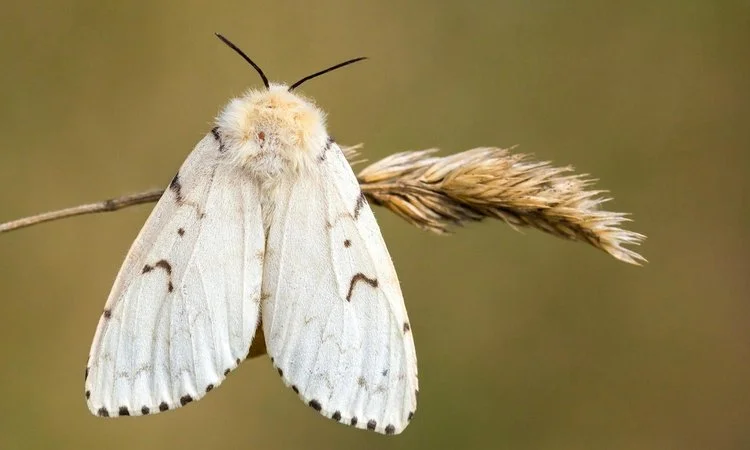 Close-up of a white moth resting on a dry grass stem.