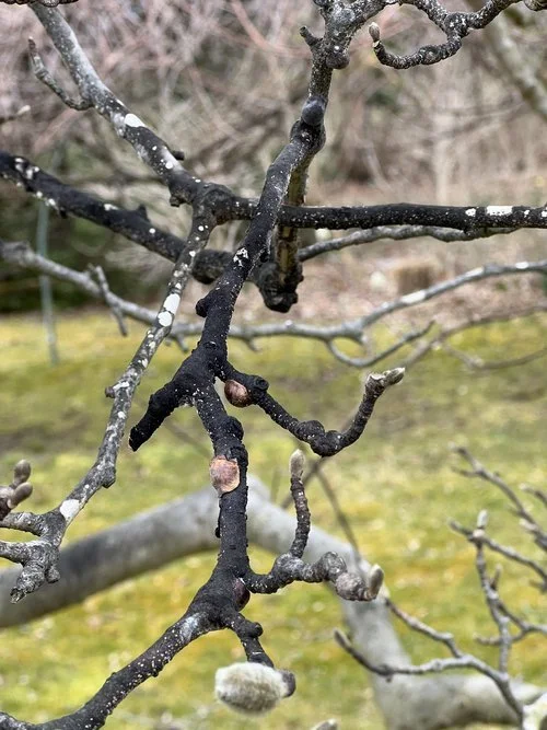 Close-up of leafless tree branches with bud formations, with blurred green and brown background.