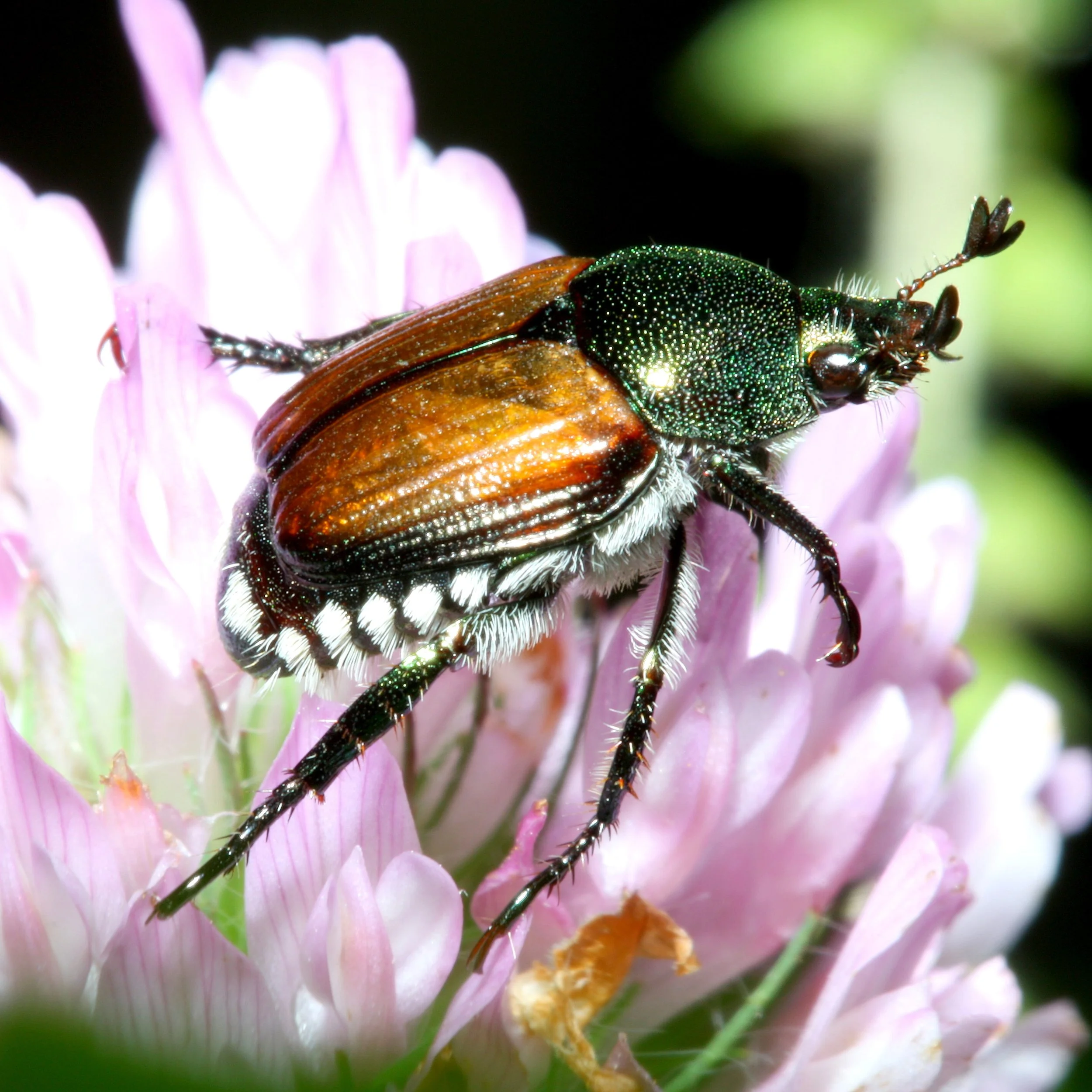Close-up of a colorful beetle on pink and white flowers with a blurred green background.