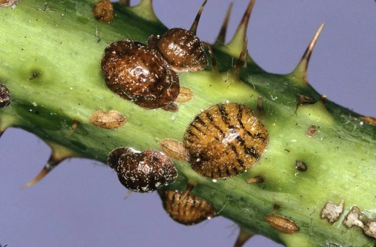 Close-up of a green cactus stem with multiple brown and black cactus pests, including a Mexican cotton worm and scale insects.