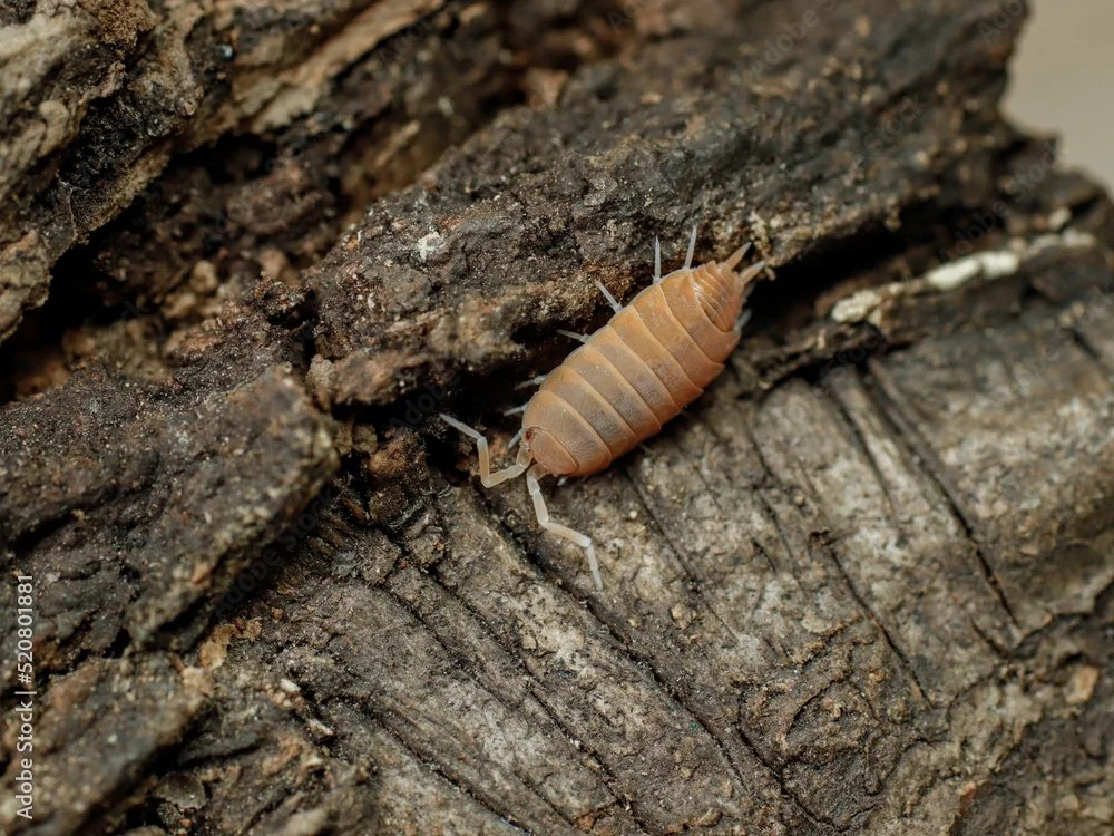 Close-up of a termite on rough, textured bark of a tree or wood surface.