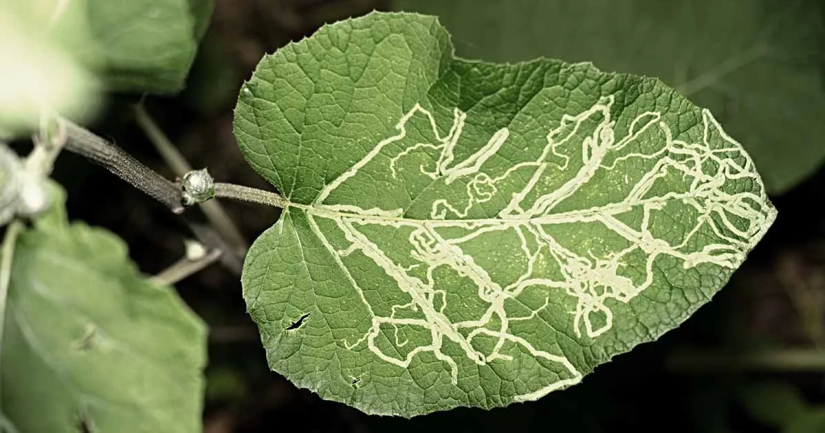 A green leaf with intricate white leaf miner trails.