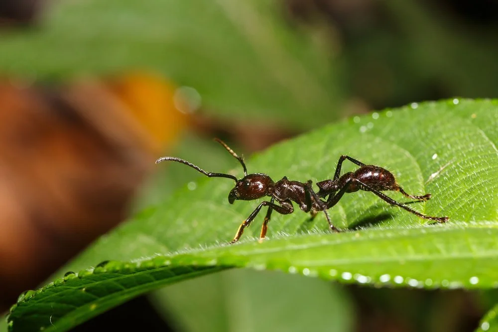 Close-up of a black ant on a green leaf in a natural outdoor setting.