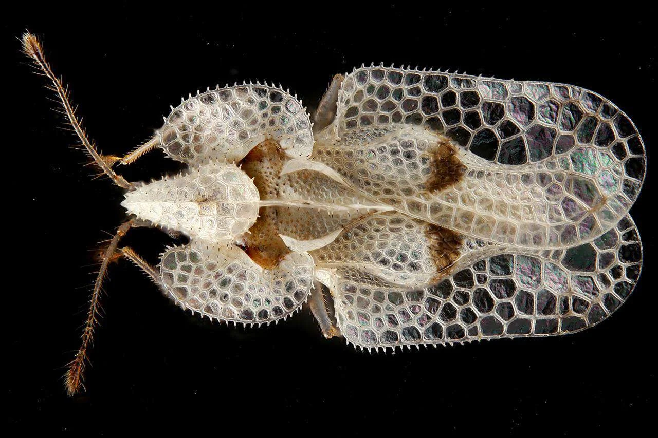 A close-up image of a transparent insect with intricate honeycomb-like wing structures on a black background.